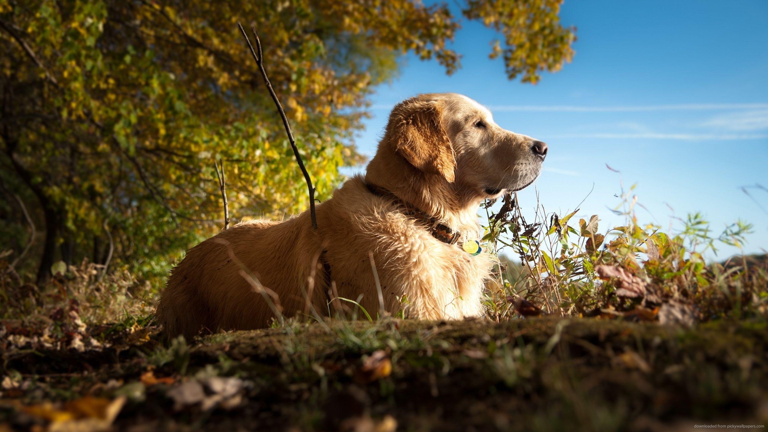 2560x1440 Free download Excellent Golden Retriever Wallpaper Full HD Picture [2560x1440] for your Desktop, Mobile & Tablet. Explore Golden Retriever HD Wallpaper. Golden Retriever Background, Golden Retriever HD Wallpaper, HD