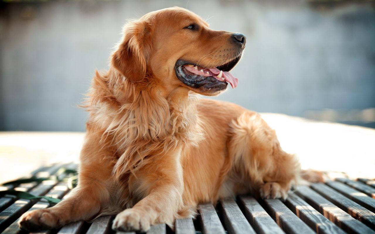 1280x800 Golden Retriever Wallpaper