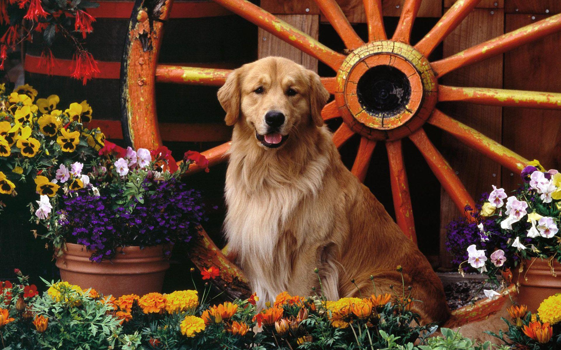 1920x1200 Download 1920x1200 Golden Retriever in the flower garden wallpaper