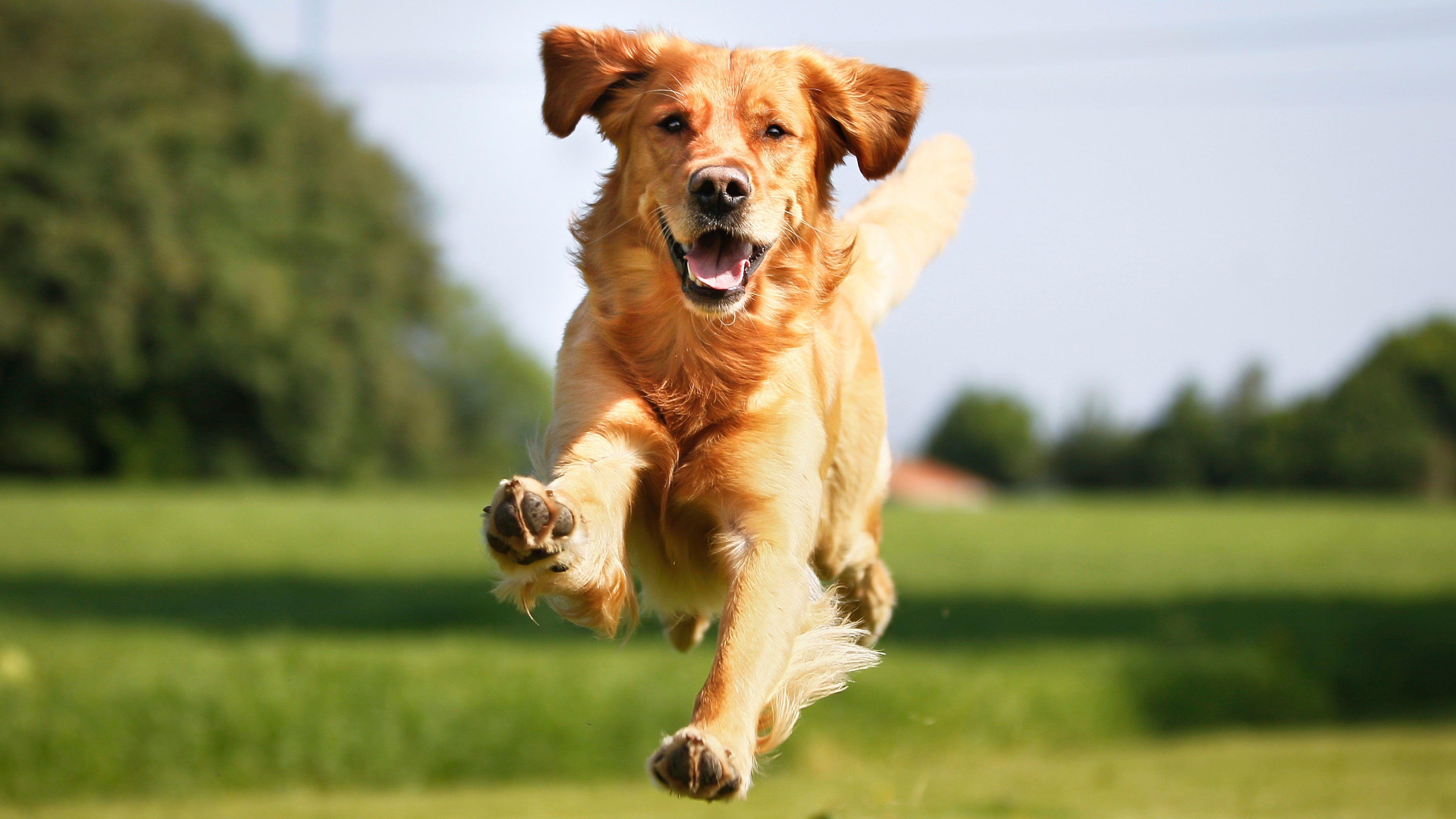 3840x2160 Golden Retriever Wallpaper HD Free HD Wallpaper