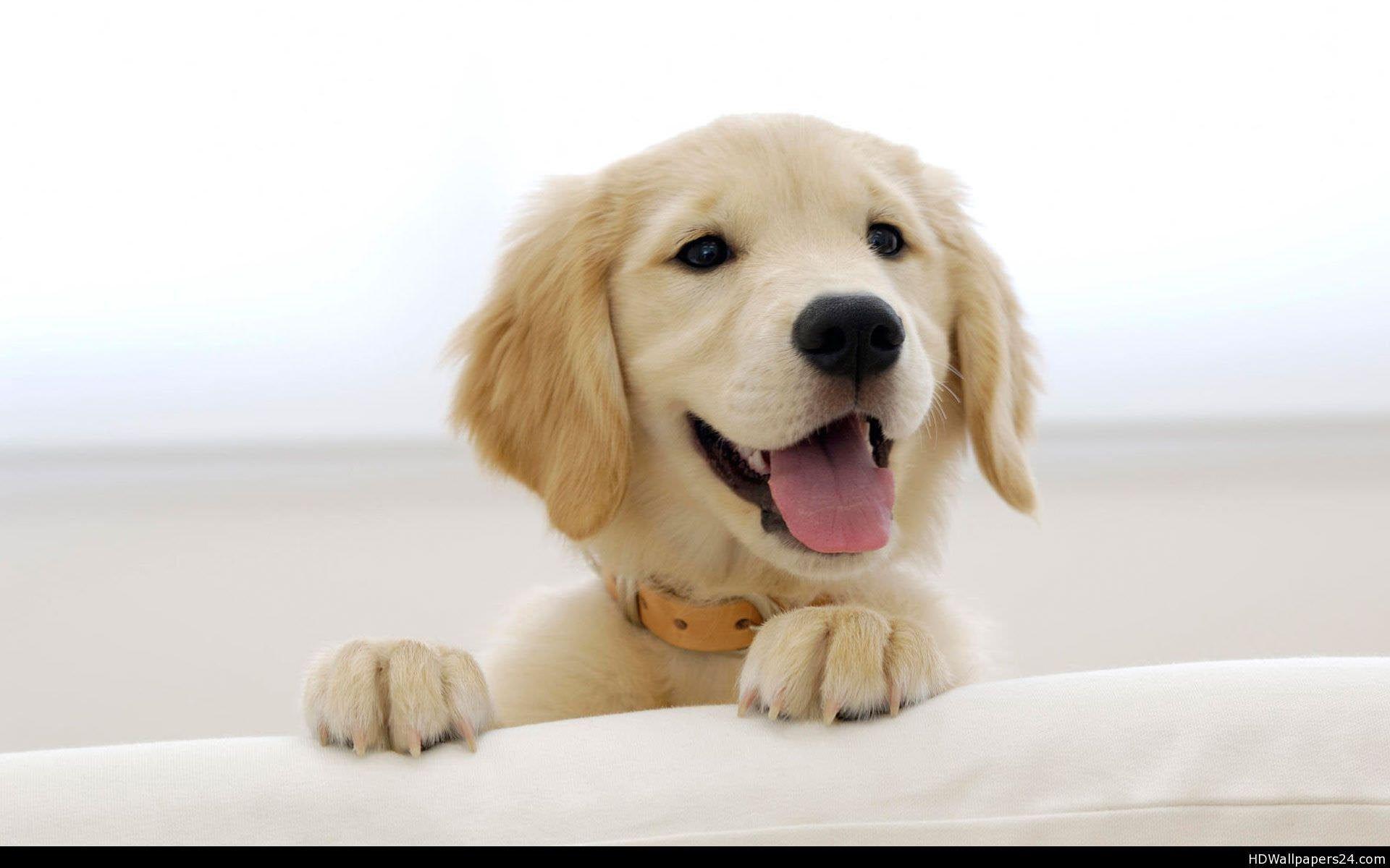 1920x1200 Golden Retriever Wallpaper HD [1920 x 1080]