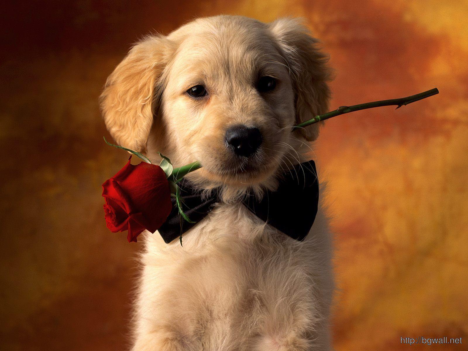 1600x1200 Puppies Dog Golden Retriever Wallpaper