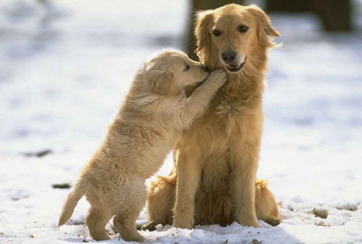 1152x777 Golden Retriever Wallpaper