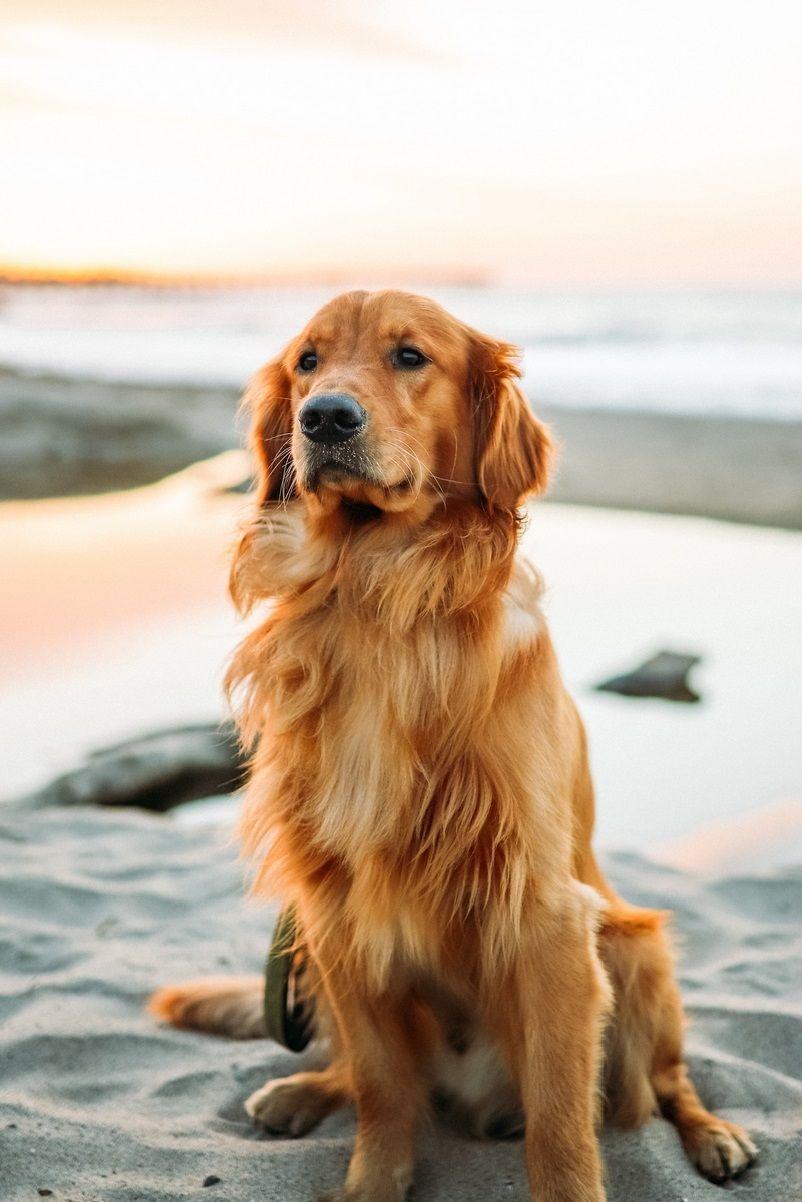 802x1202 golden retriever dog wallpaper, picture - #dogs #dogswallpaper #dogspicture #goldenretrie. Golden retriever, Golden retriever wallpaper, Dogs golden retriever