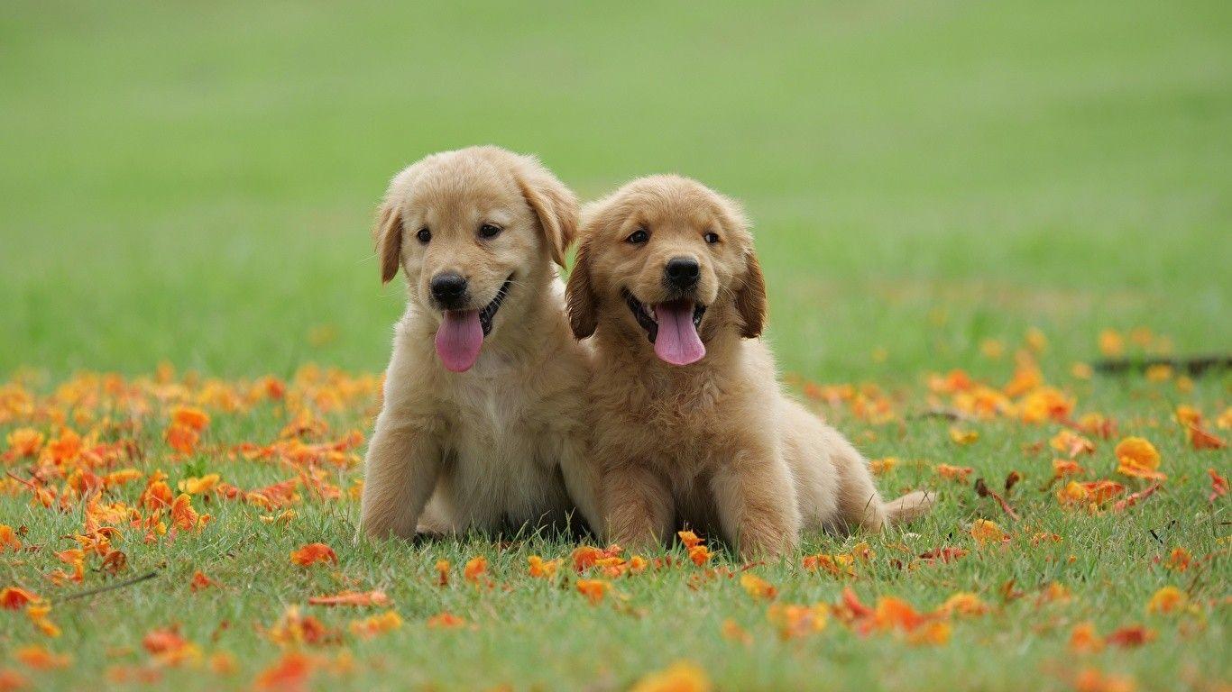 1366x768 Cute Retriever Babies Wallpaper Free HD Wallpaper