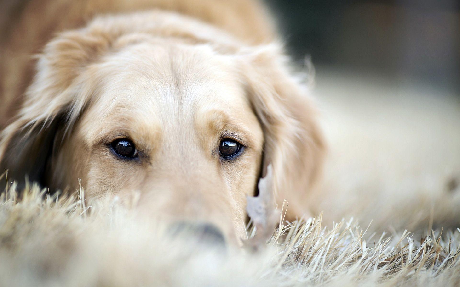 1920x1200 Magnificent Golden Retriever Wallpaper. Full HD Picture