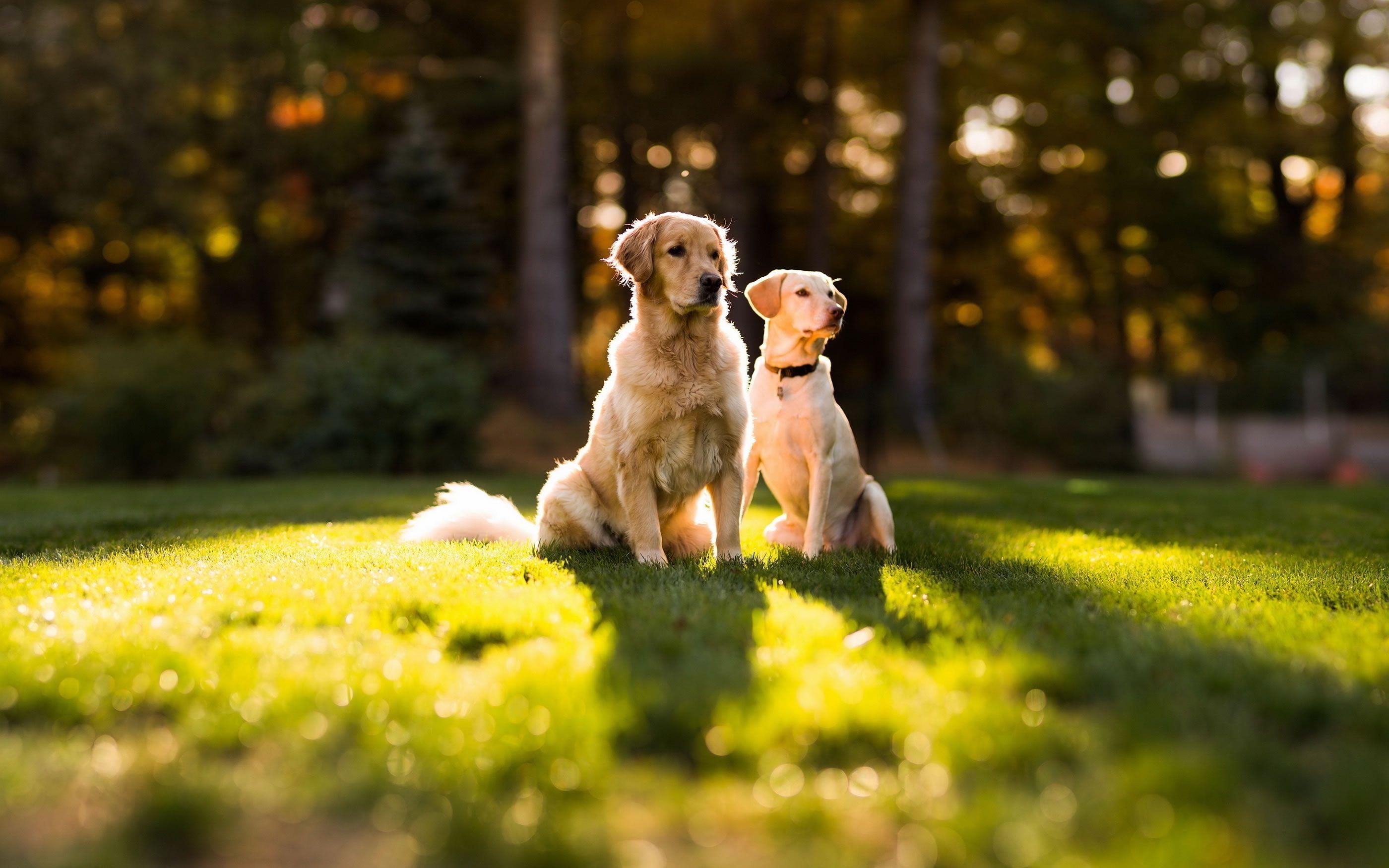 2800x1750 Golden Retriever wallpaper (4) Doggy Rocks