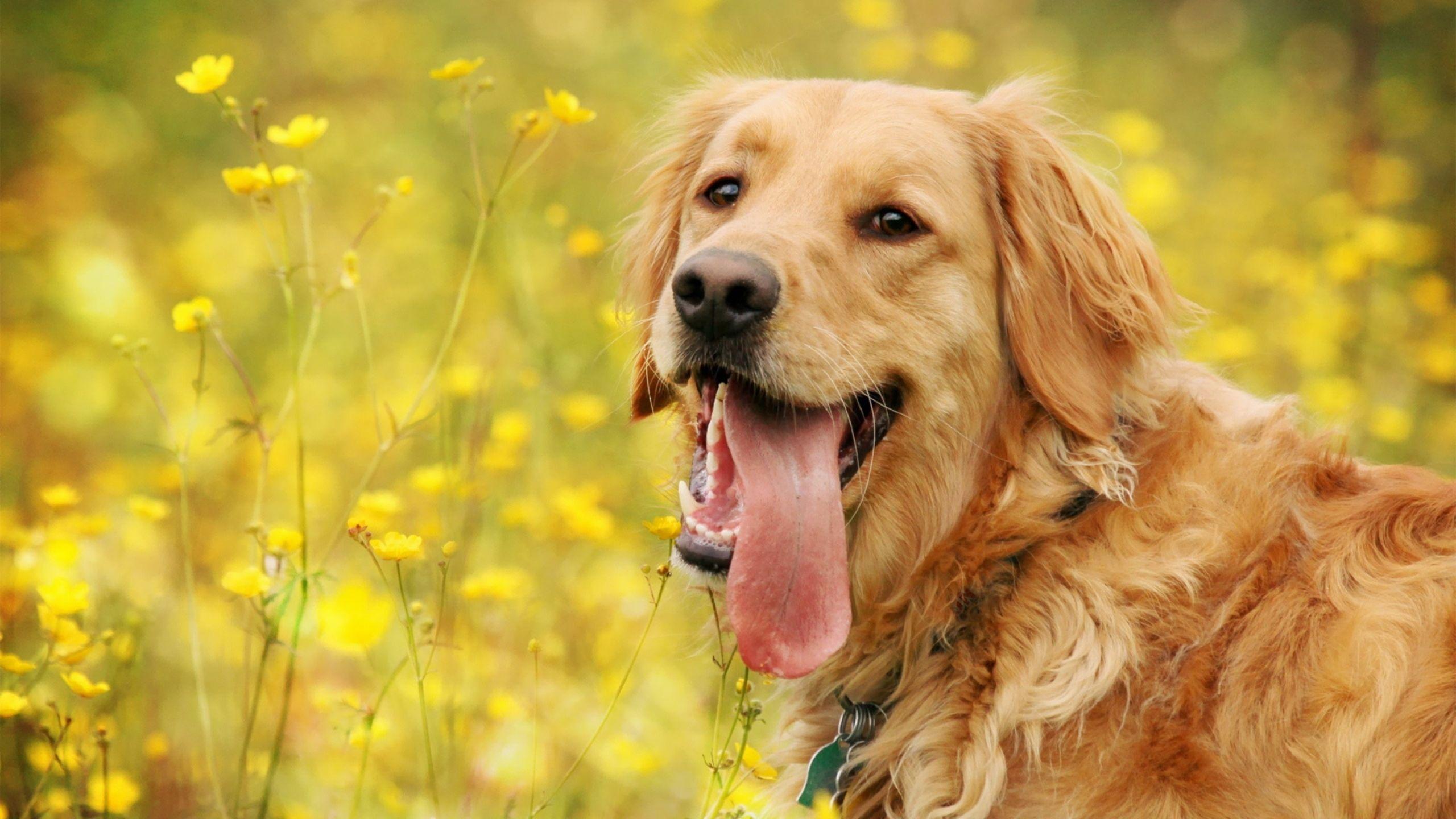 2560x1440 Tired Golden Retriever MacBook Air Wallpaper Download