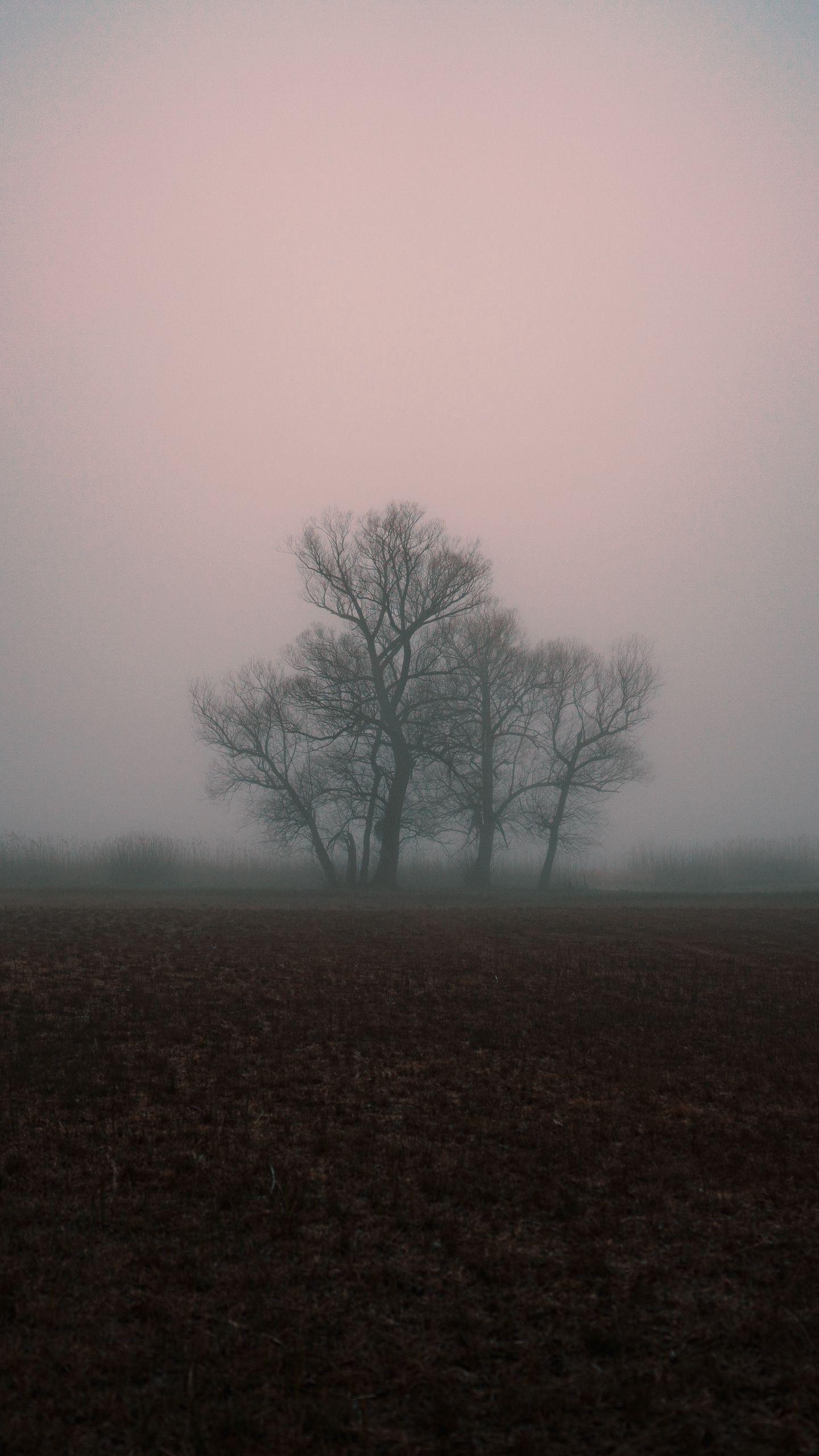 1440x2560 Download wallpaper 1440x2560 fog, gloomy, tree qhd samsung galaxy s s edge, note, lg g4 HD background