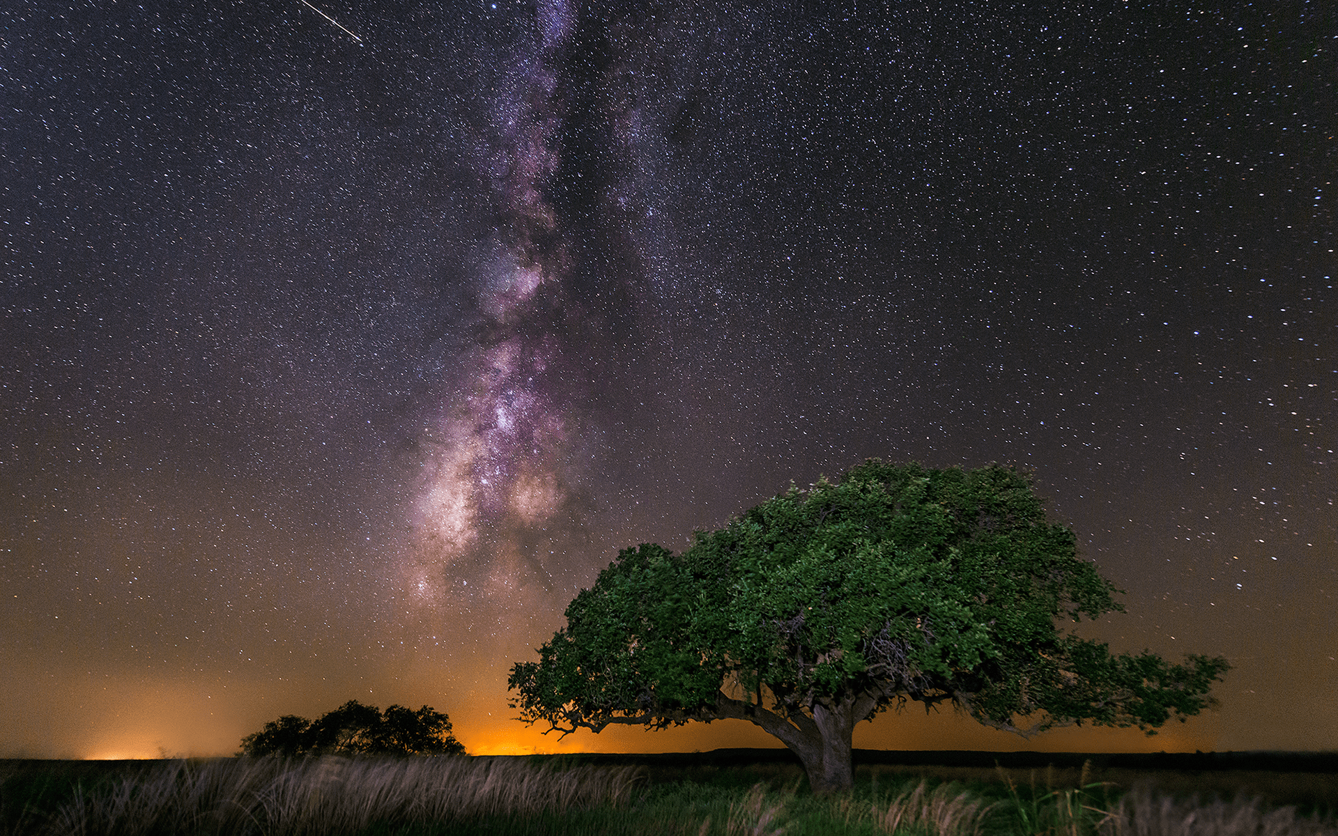 Galaxy Tree Wallpapers - Top Free Galaxy Tree Backgrounds - WallpaperAccess