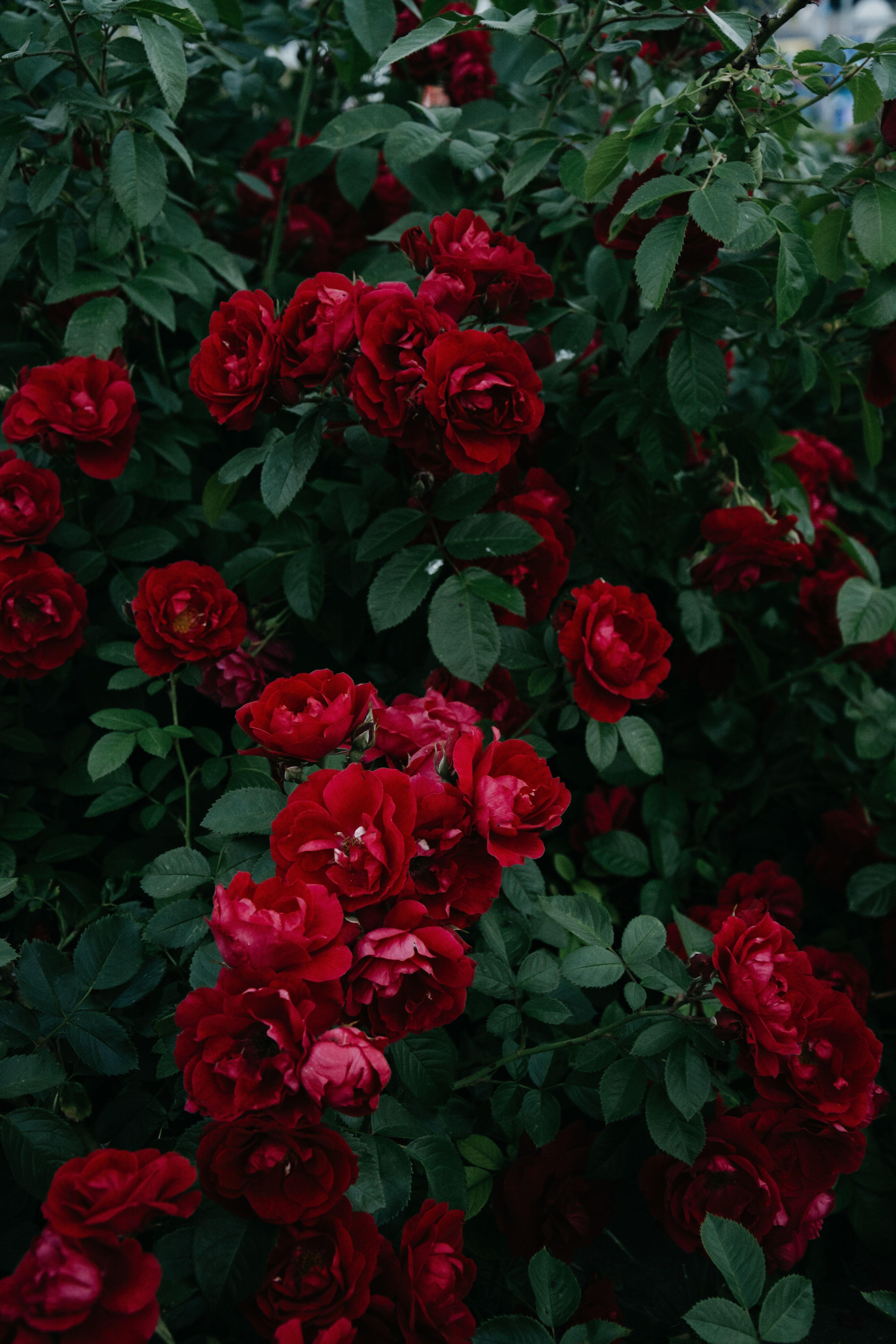 4000x6000 roses bush garden. DreamPirates. Шпалери, Фони, Квіти