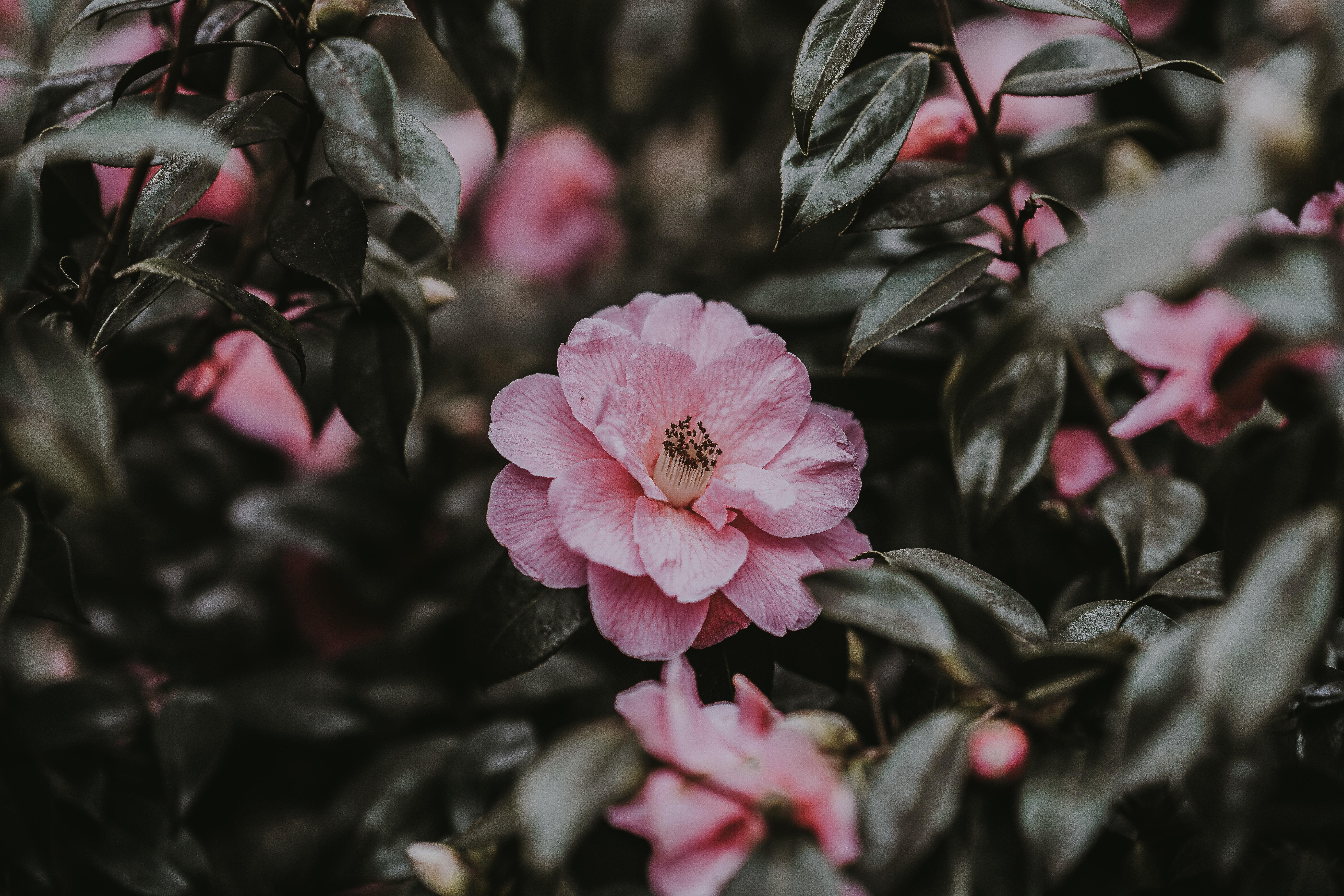 7952x5304 Wild Rose, Flower, Bush, Pink Wallpaper Pink Flowers