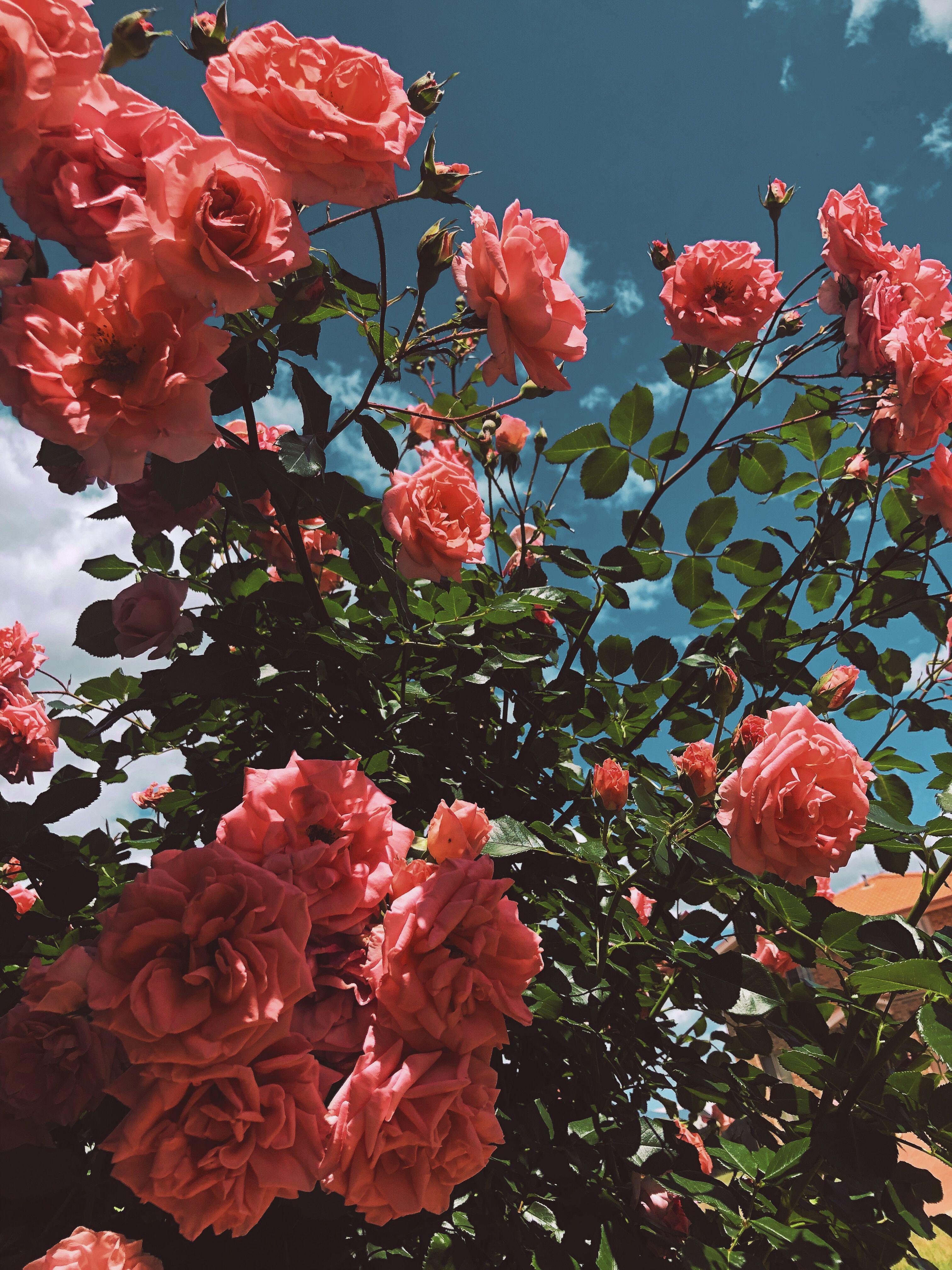 Flower Bush Wallpapers - Top Free Flower Bush Backgrounds - WallpaperAccess
