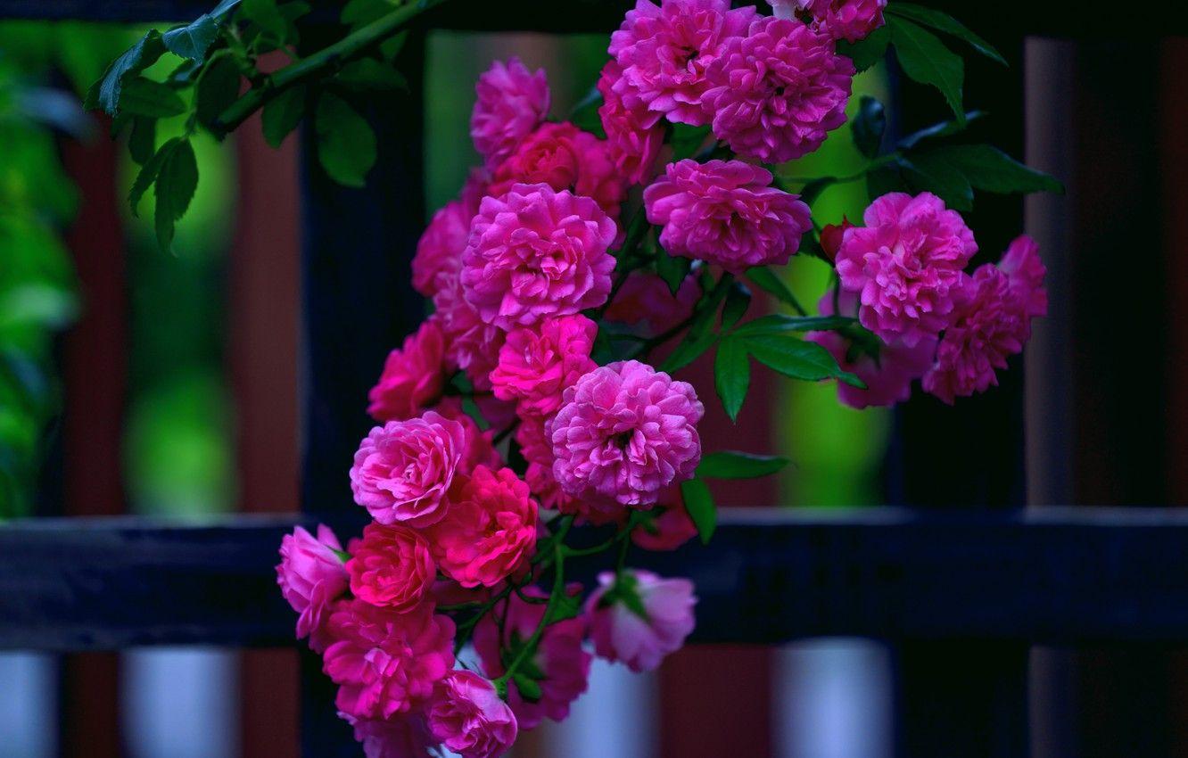 1332x850 Wallpaper flowers, bright, the fence, roses, branch, garden, pink, rose Bush image for desktop, section цветы