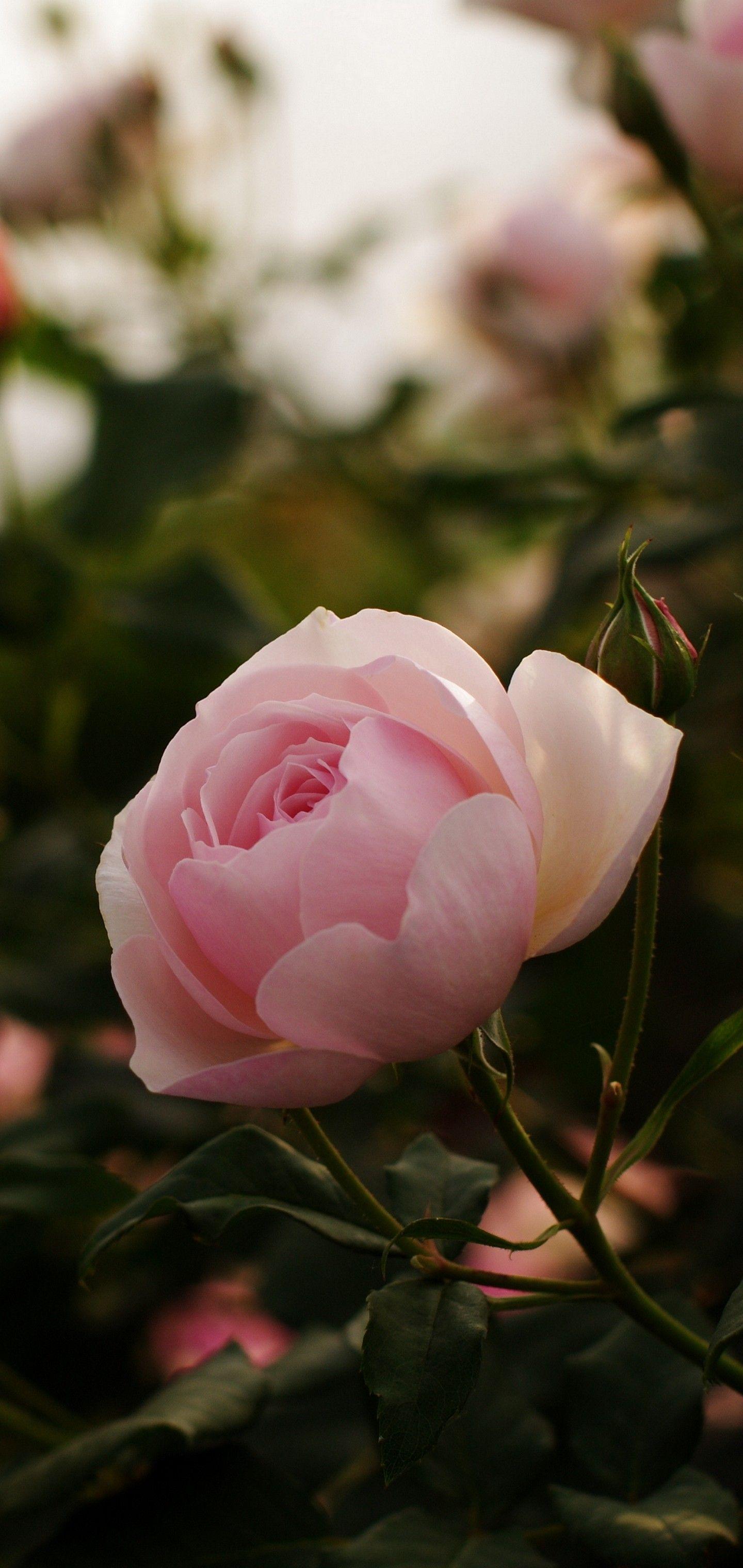 1440x3040 Roses Flowers Bushes Garden Wallpaper - [1440x3040]