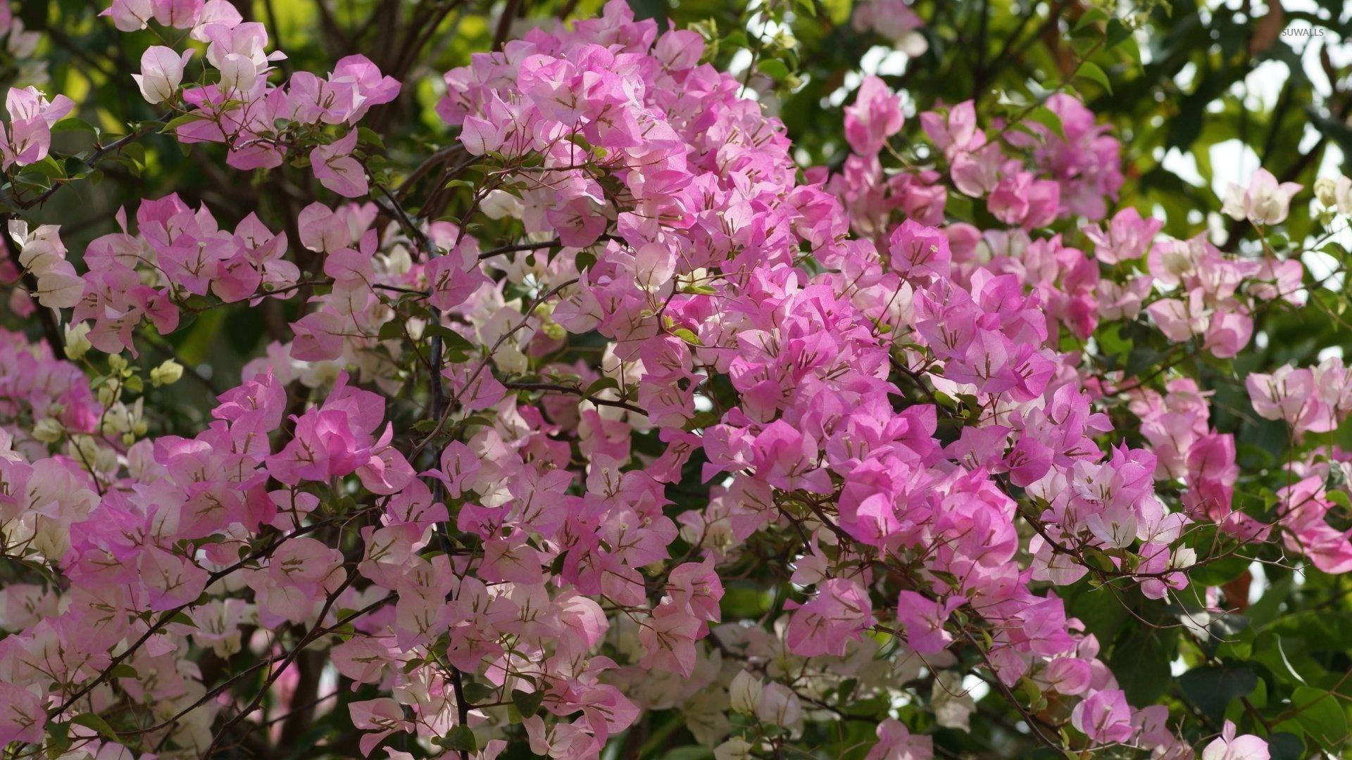 1920x1080 Pink Bougainvillea bush wallpaper wallpaper