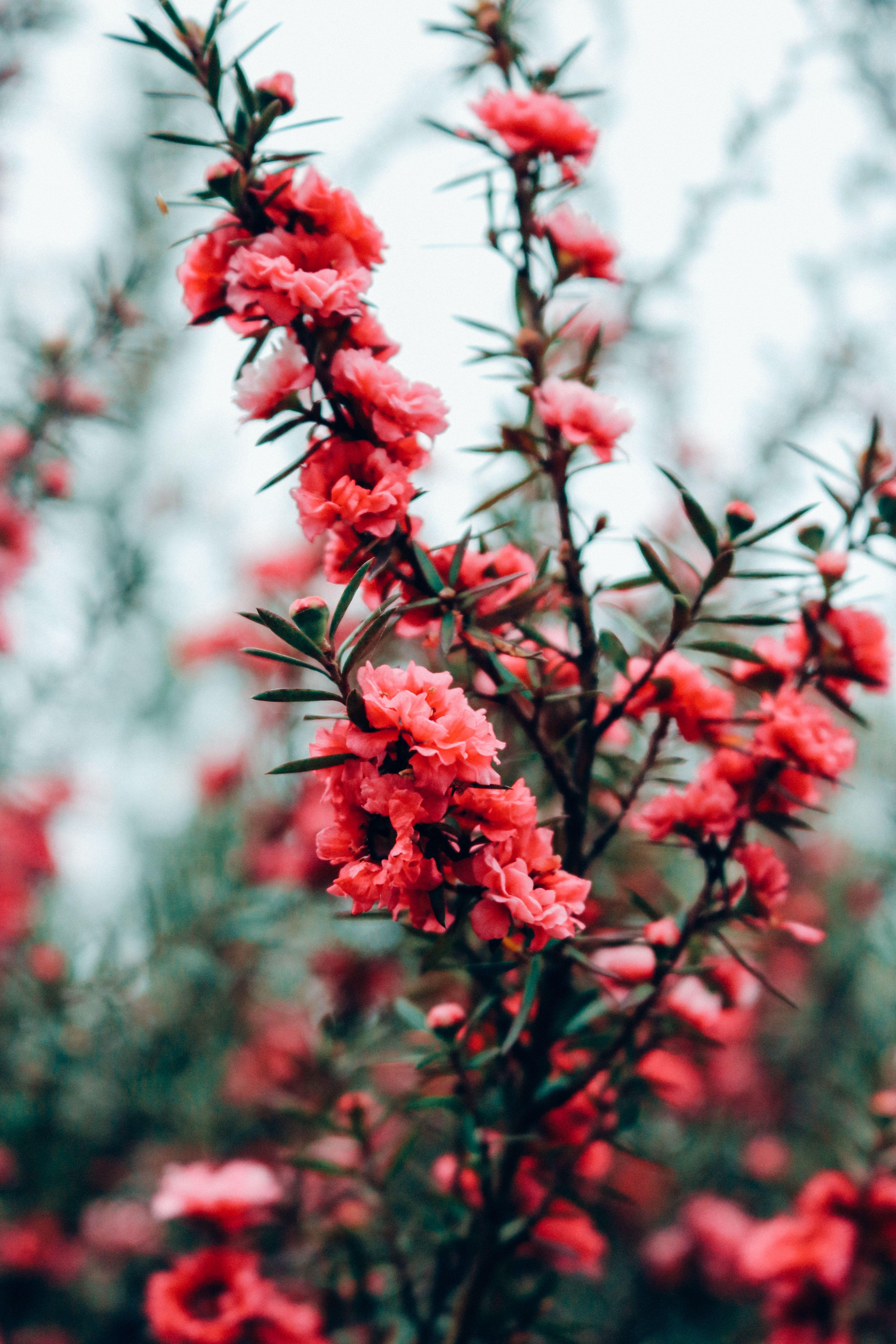 4000x6000 green bush free image