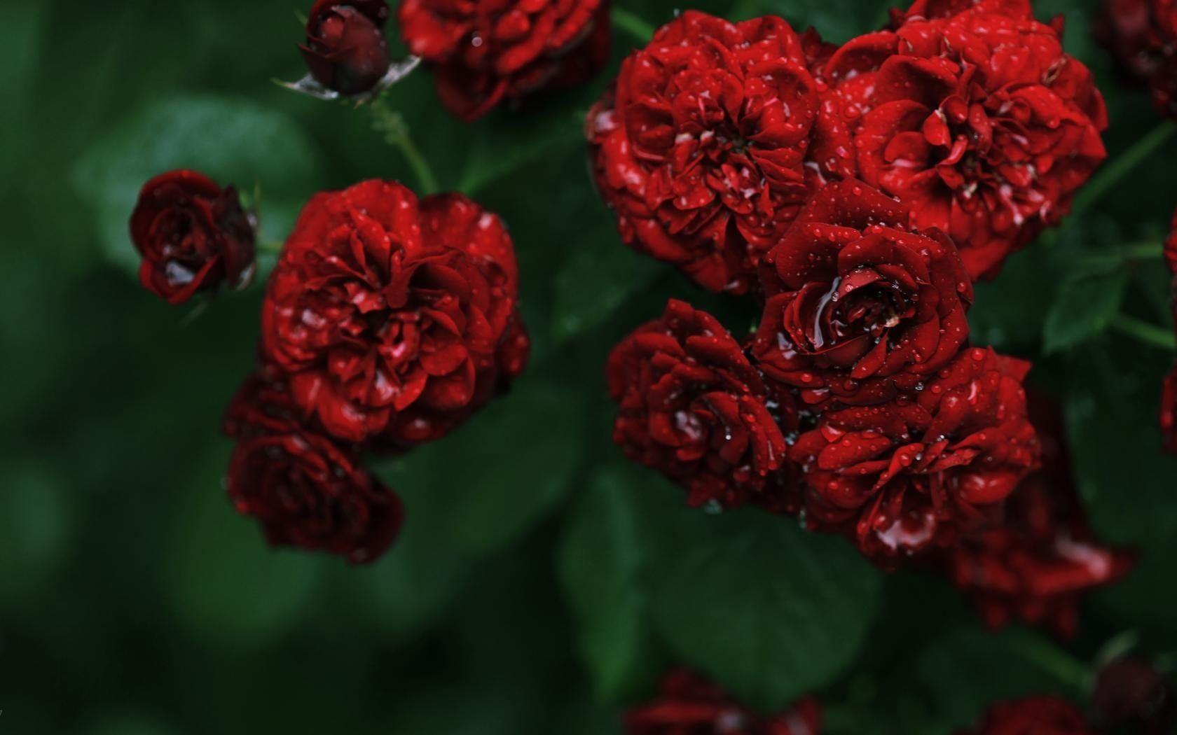 1680x1050 flowers, Rose, Roses, Red, Small, Bush, Dew, Drops, Water Wallpaper HD / Desktop and Mobile Background