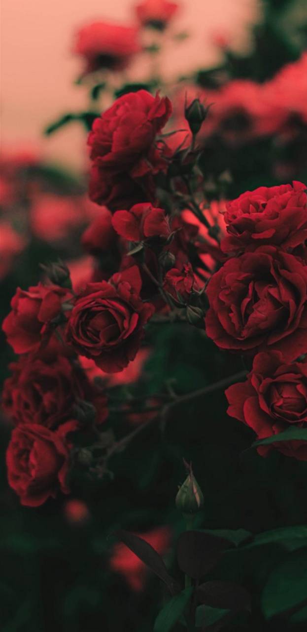 623x1280 Rose bush wallpaper