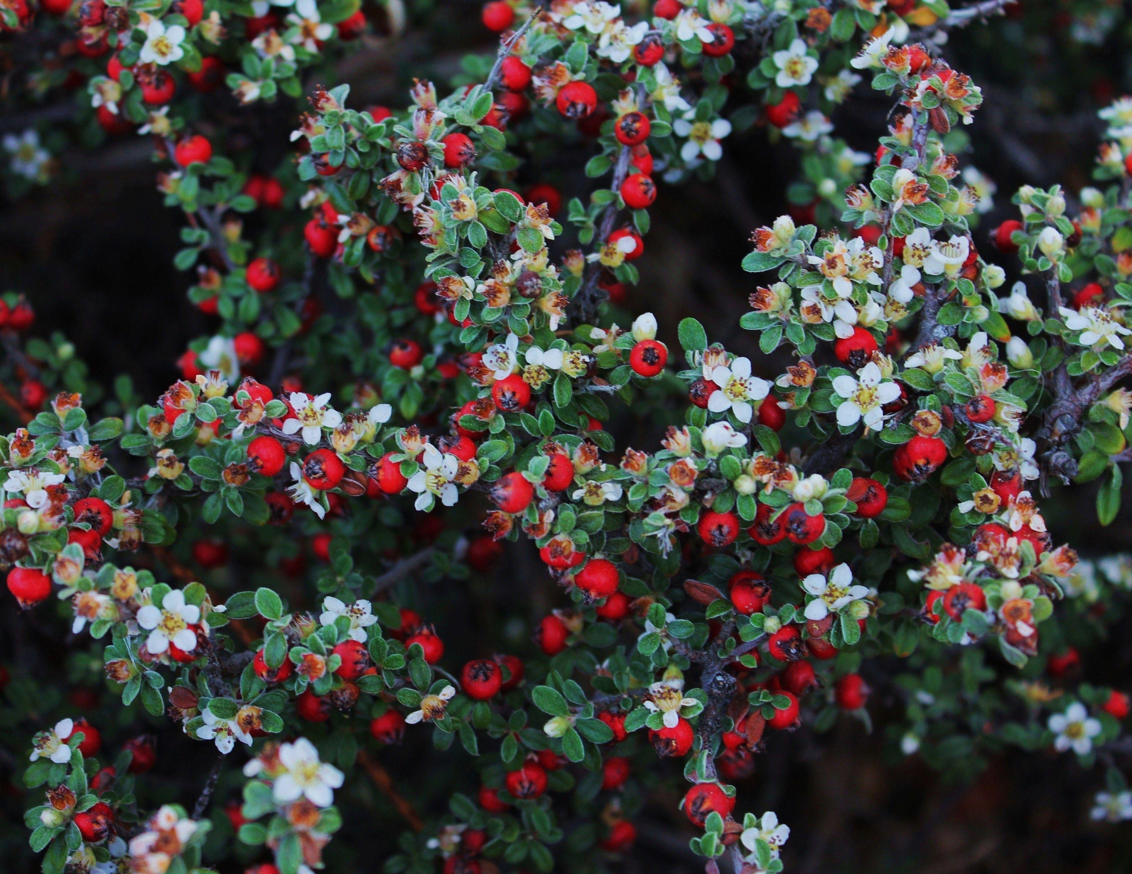 3687x2847 Berries, Bush, Wild, Plant, Purple, leaf, purple free image