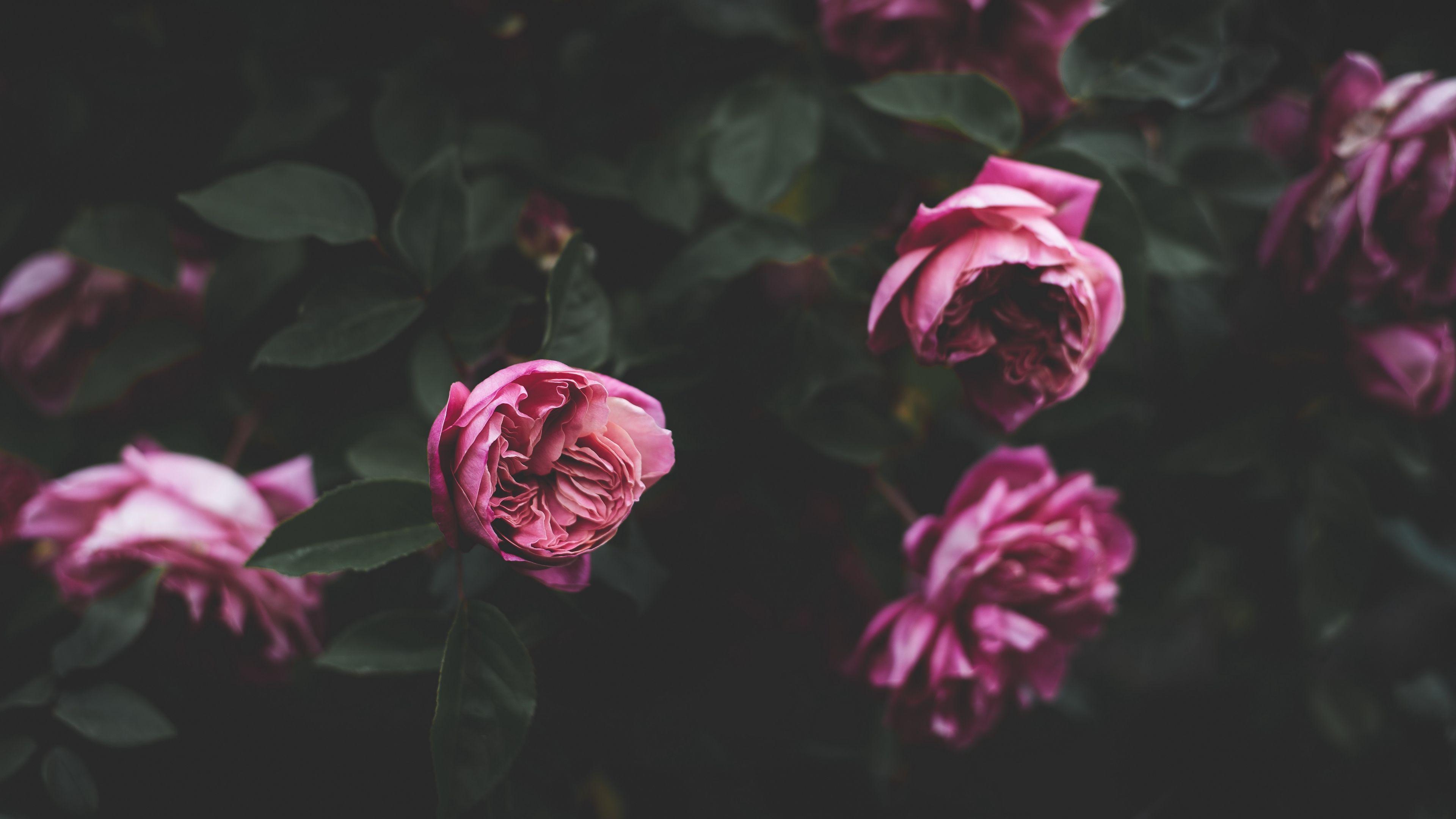 3840x2160 Wallpaper 4k peonies, buds, bush, flowers 4k Buds, Bush, Peonies