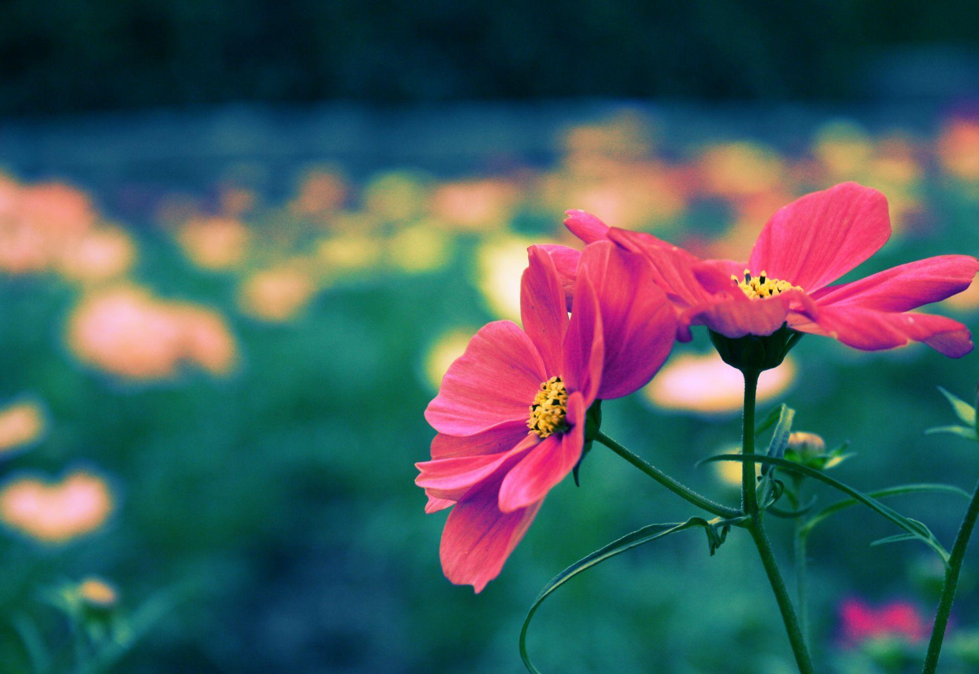 1920x1322 Cute Pretty Flowers Wallpaper