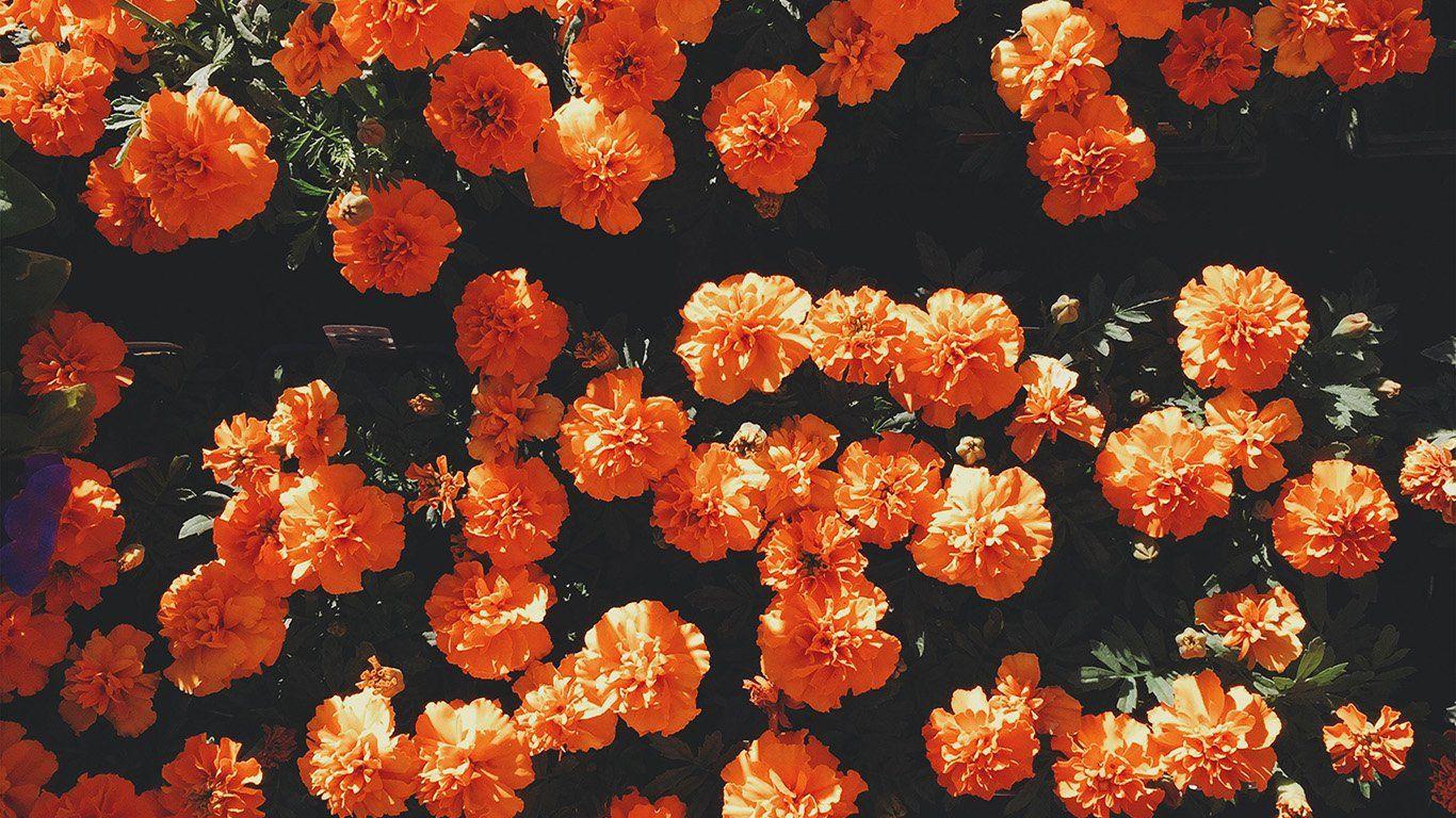 1366x768 wallpaper for desktop, laptop. flower red summer nature