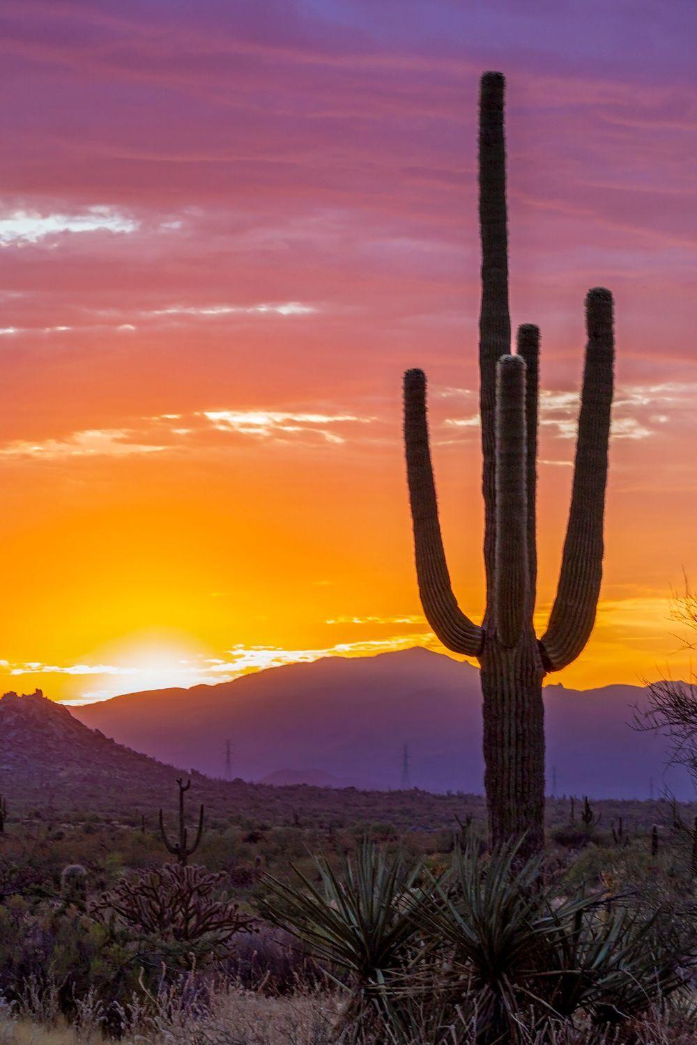 Cactus Sunset Wallpapers - Top Free Cactus Sunset Backgrounds ...