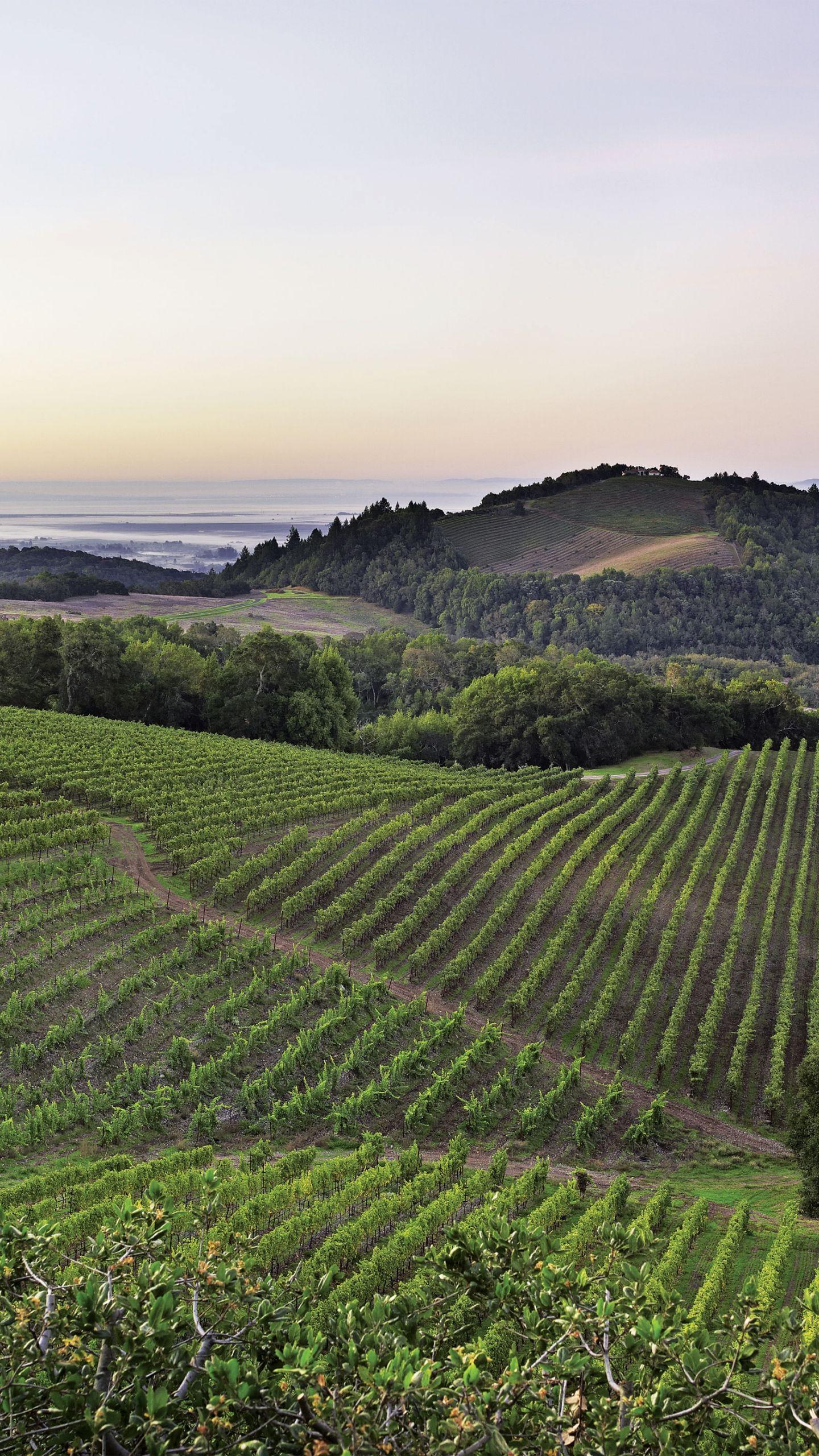 1440x2560 Free download California Wine Country HD Walls Find Wallpaper [3500x2800] for your Desktop, Mobile & Tablet. Explore California Wineries Wallpaper. California Wineries Wallpaper, California Beaches Wallpaper, California Angels Wallpaper