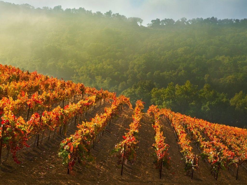 1024x768 California Vineyard wallpaper. Central valley california, Fall vacations, California vineyards