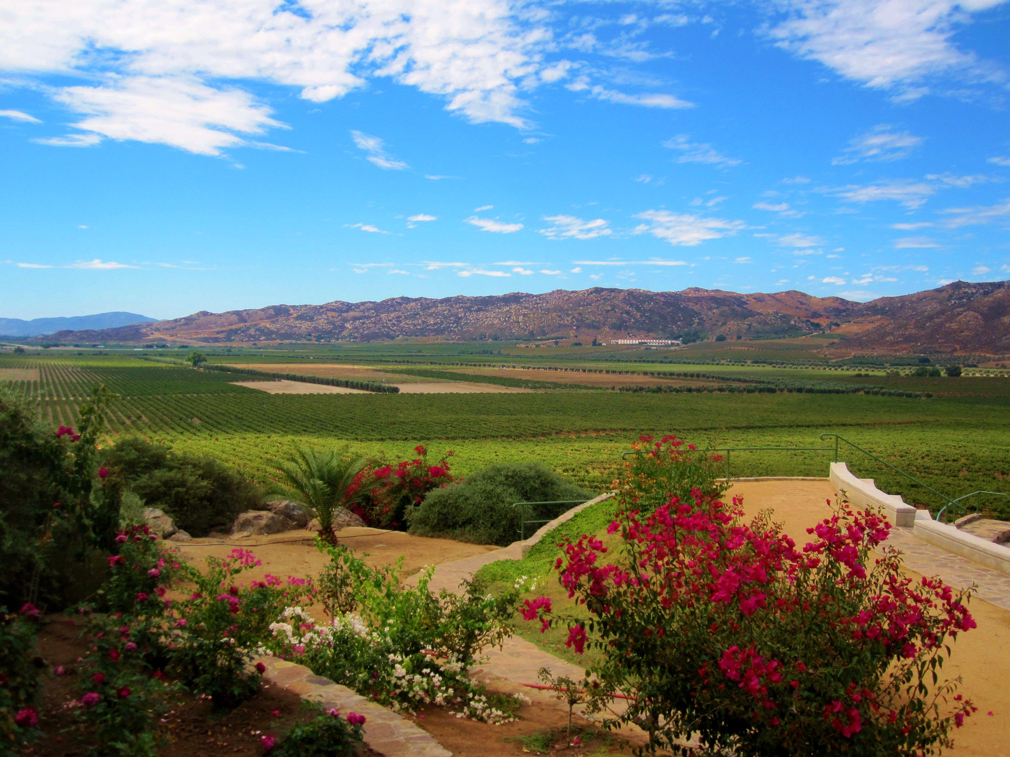 4000x3000 Mexico: Increasing Wine Quality Sparks Vinotherapy in Cabo