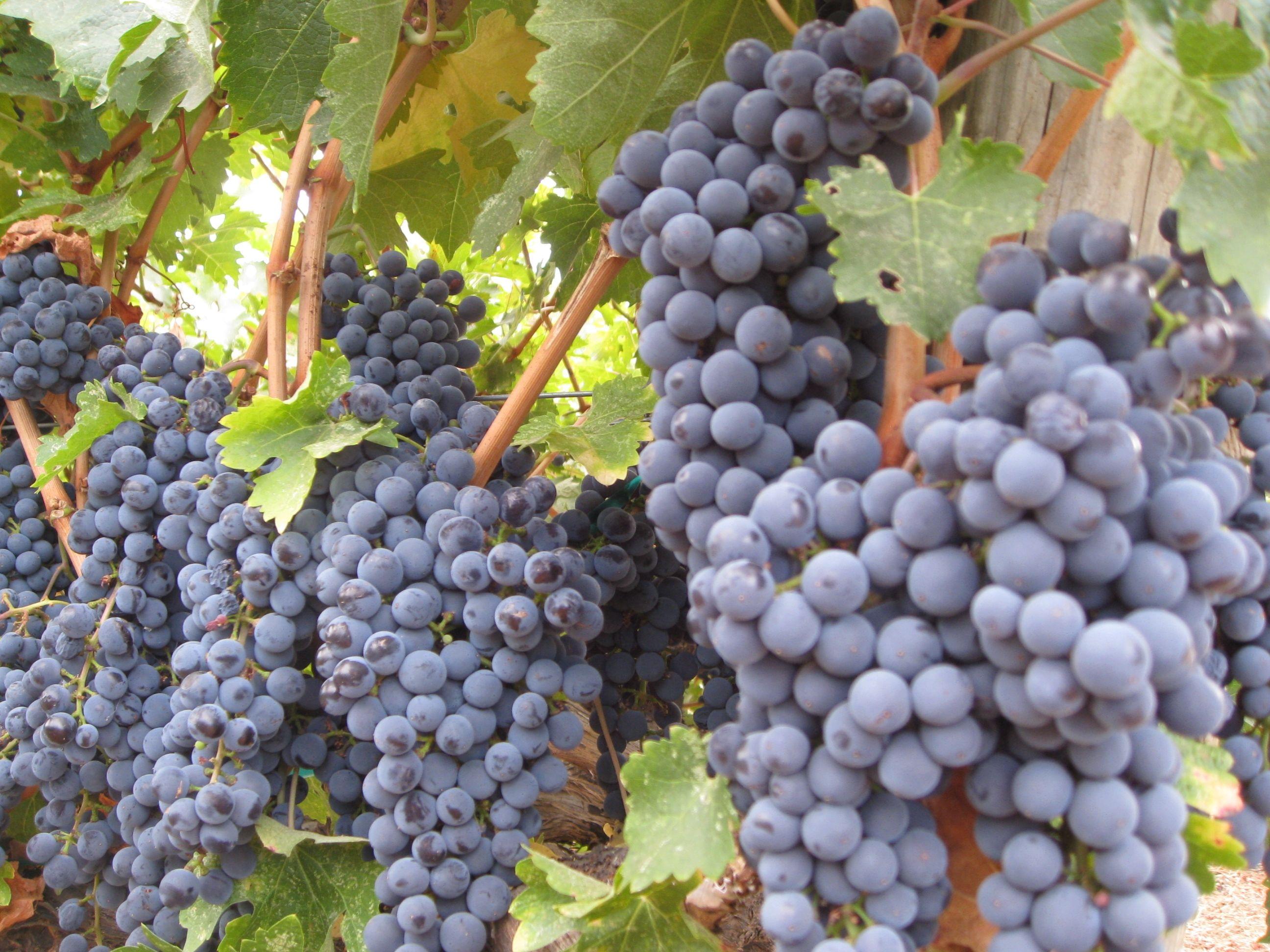 2592x1944 Recession Free Wine Country. People, Places: Raison d'être