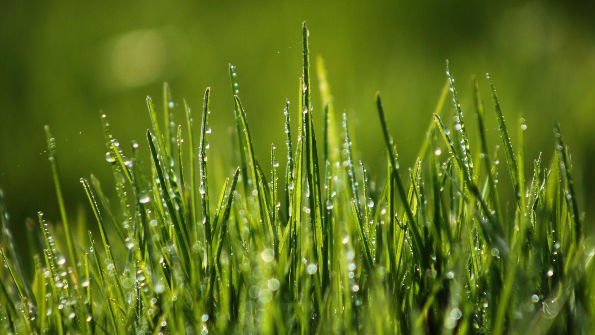 1920x1080 Wallpaper Green grass, 4k, HD wallpaper, 8k, field, dew, Nature