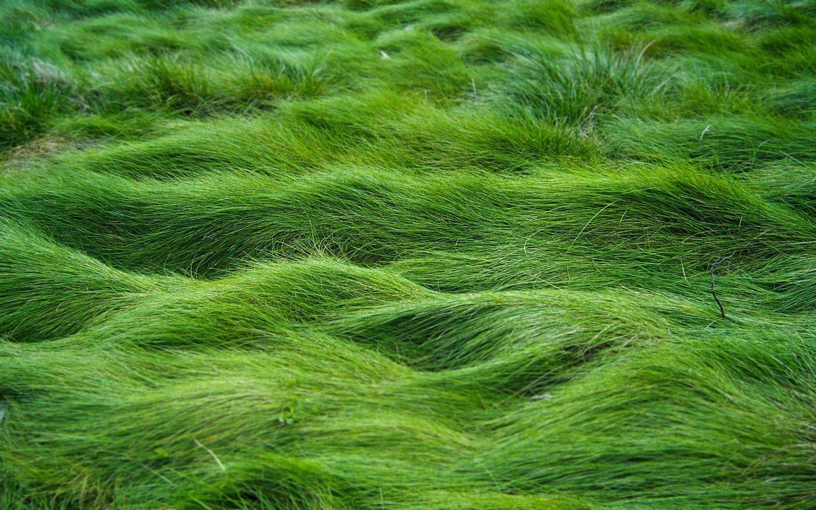 Beach Grass Wallpapers - Top Free Beach Grass Backgrounds - WallpaperAccess