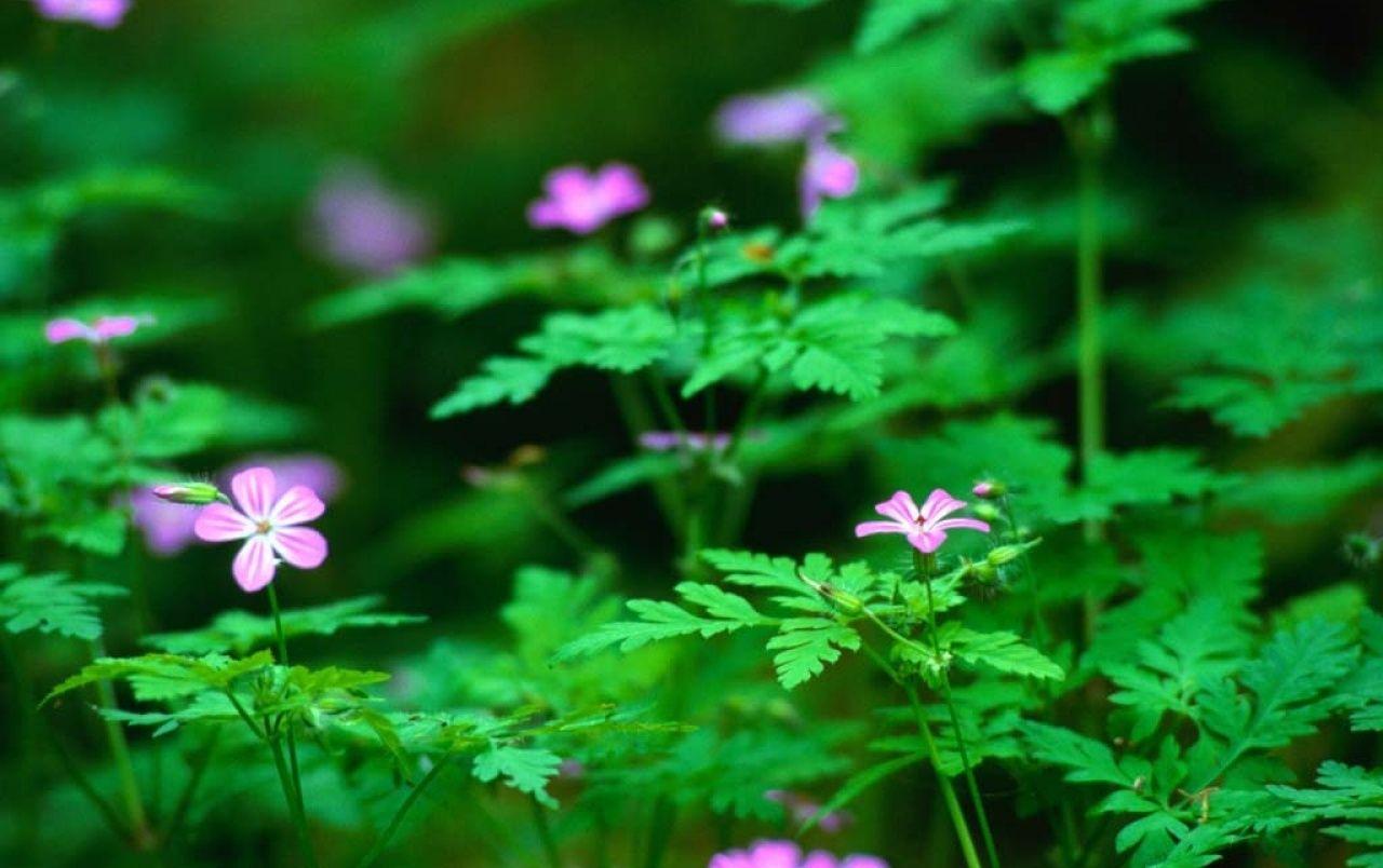 1280x804 Forest flowers wallpaper. Forest flowers