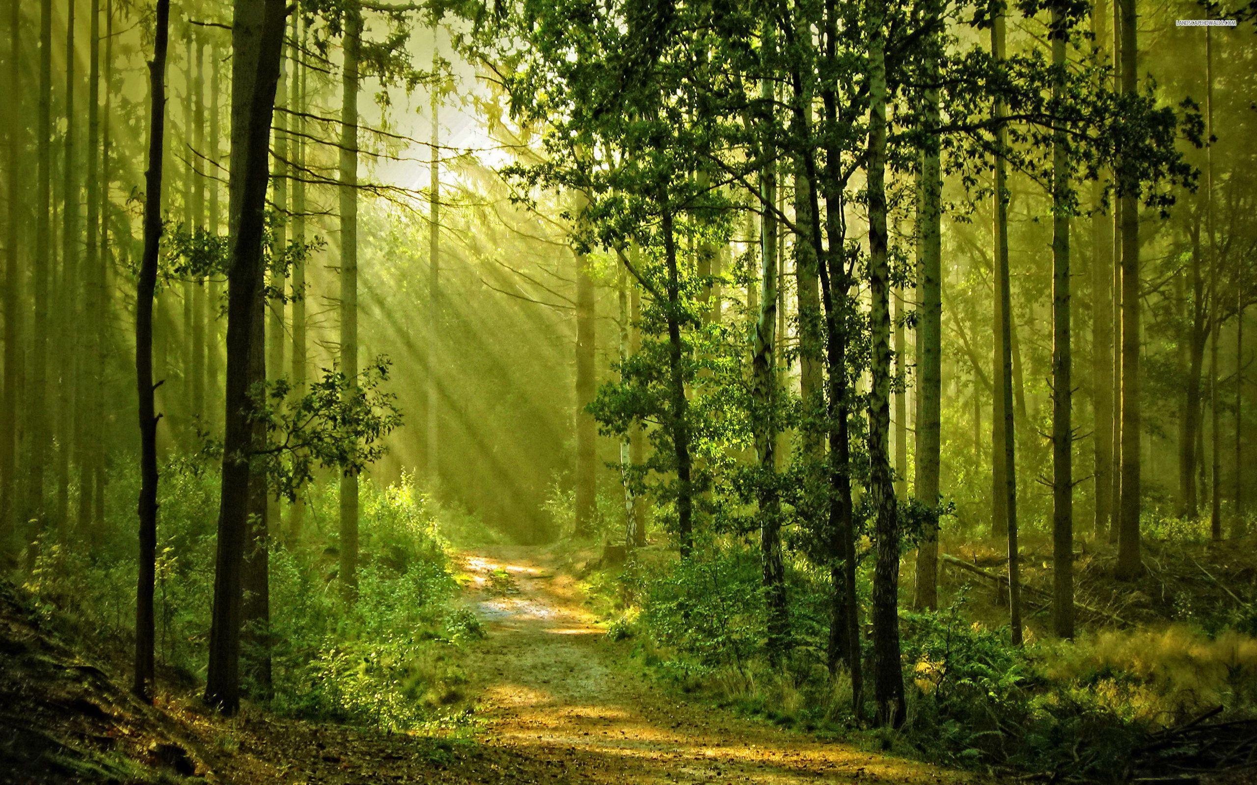 Sunny Forest Wallpapers - Top Free Sunny Forest Backgrounds