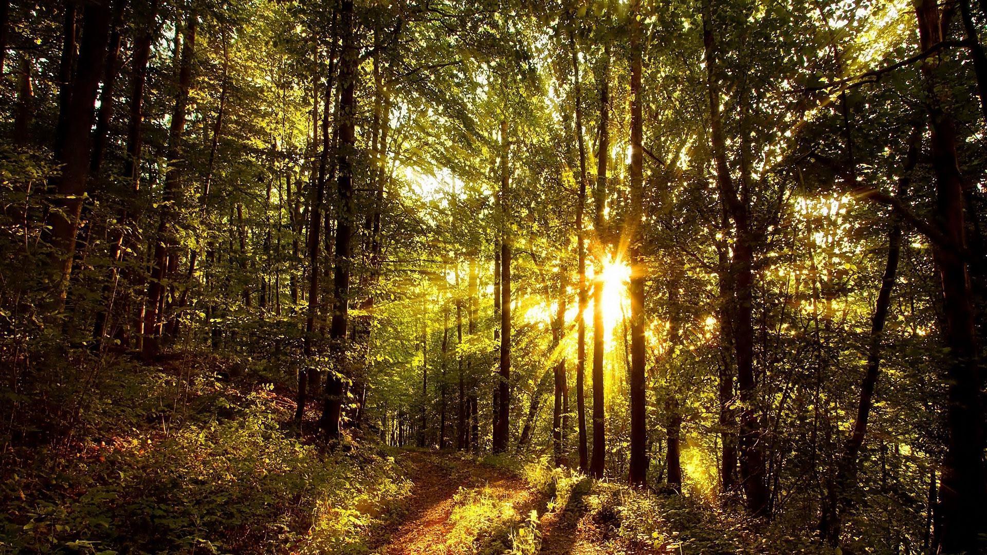 Sunny Forest Wallpapers - Top Free Sunny Forest Backgrounds -  WallpaperAccess