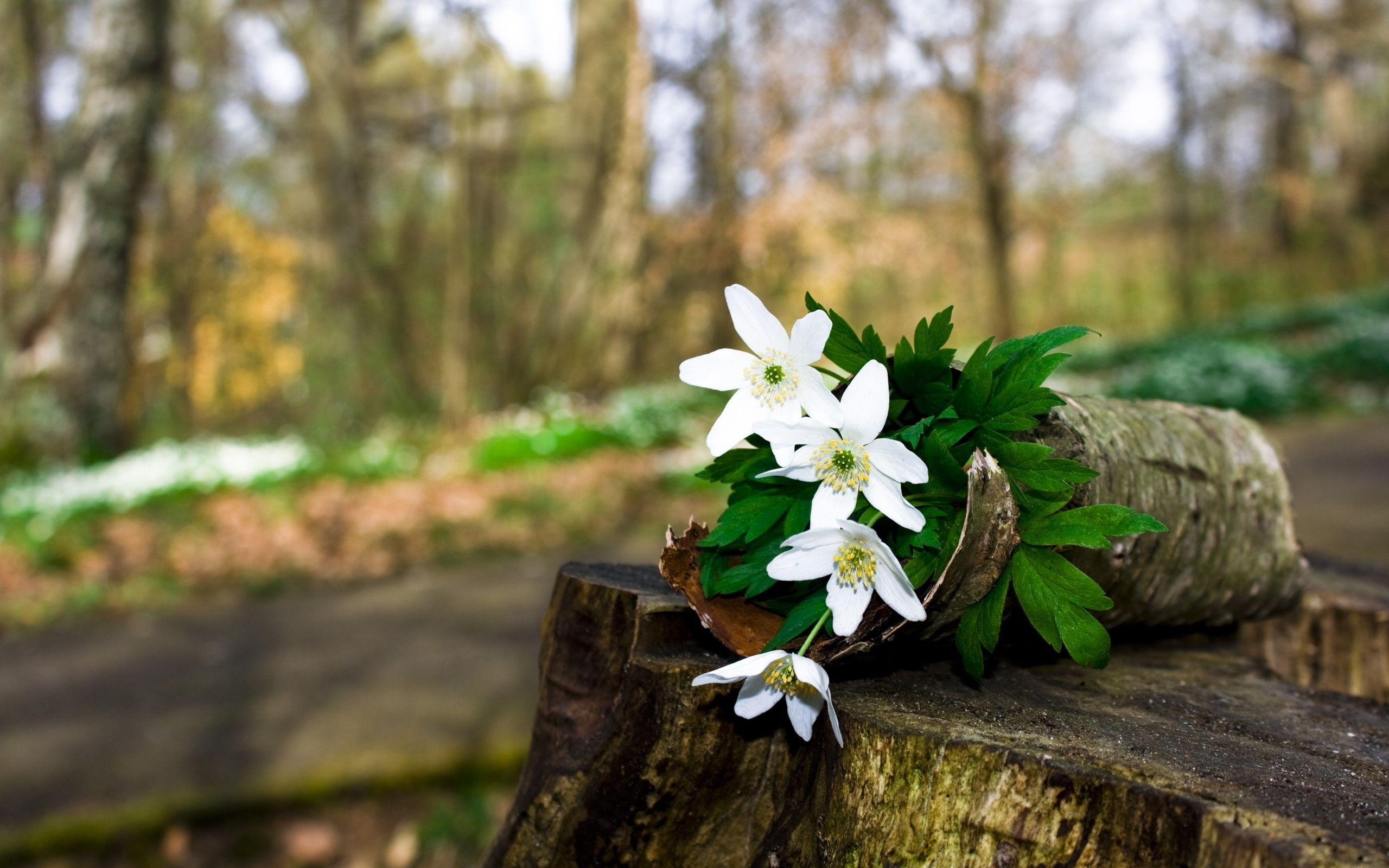 2560x1600 1302868318_16_nevseoboi.com. (2560×1600). Spring blooming flowers, Forest flowers, Blooming flowers