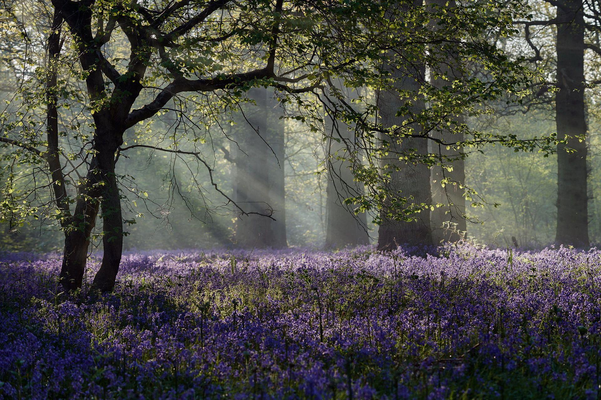 Forest Flowers Wallpapers Top Free Forest Flowers Backgrounds