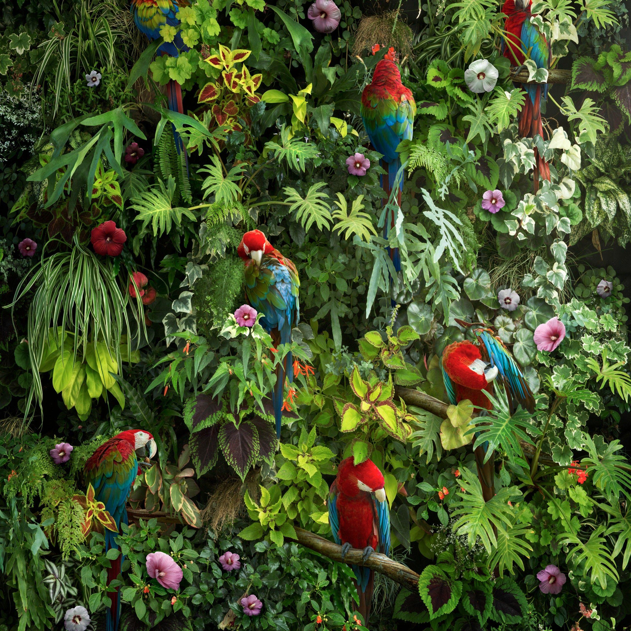 2560x2560 Wallpaper Macaws, Parrots, Birds, Forest, Flowers, Leaves, HD, Animals / Editor's Picks,. Wallpaper for iPhone, Android, Mobile and Desktop