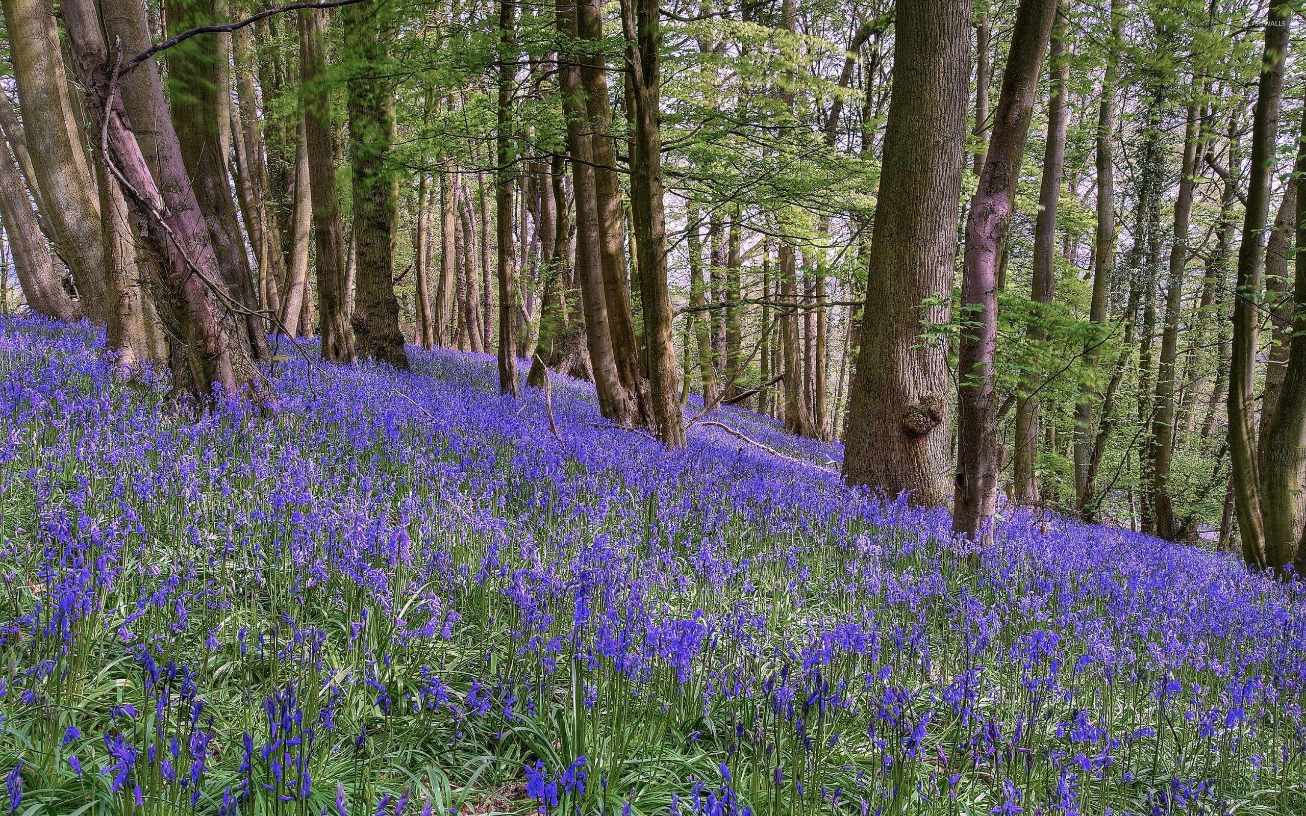 2560x1600 Purple flowers in the forest wallpaper wallpaper