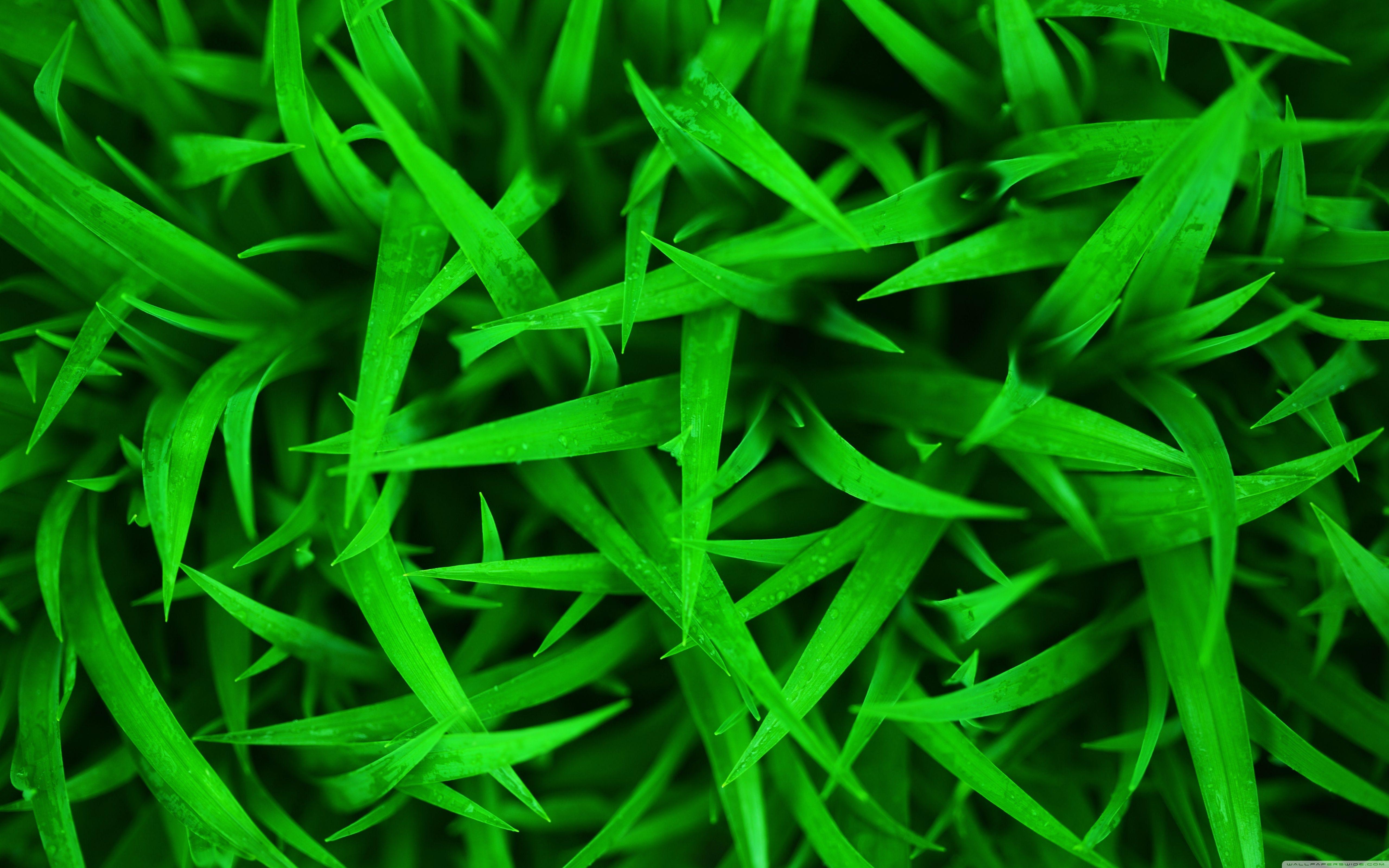 5120x3200 Green Grass Macro Ultra HD Desktop Background Wallpaper for 4K UHD TV : Multi Display, Dual Monitor : Tablet