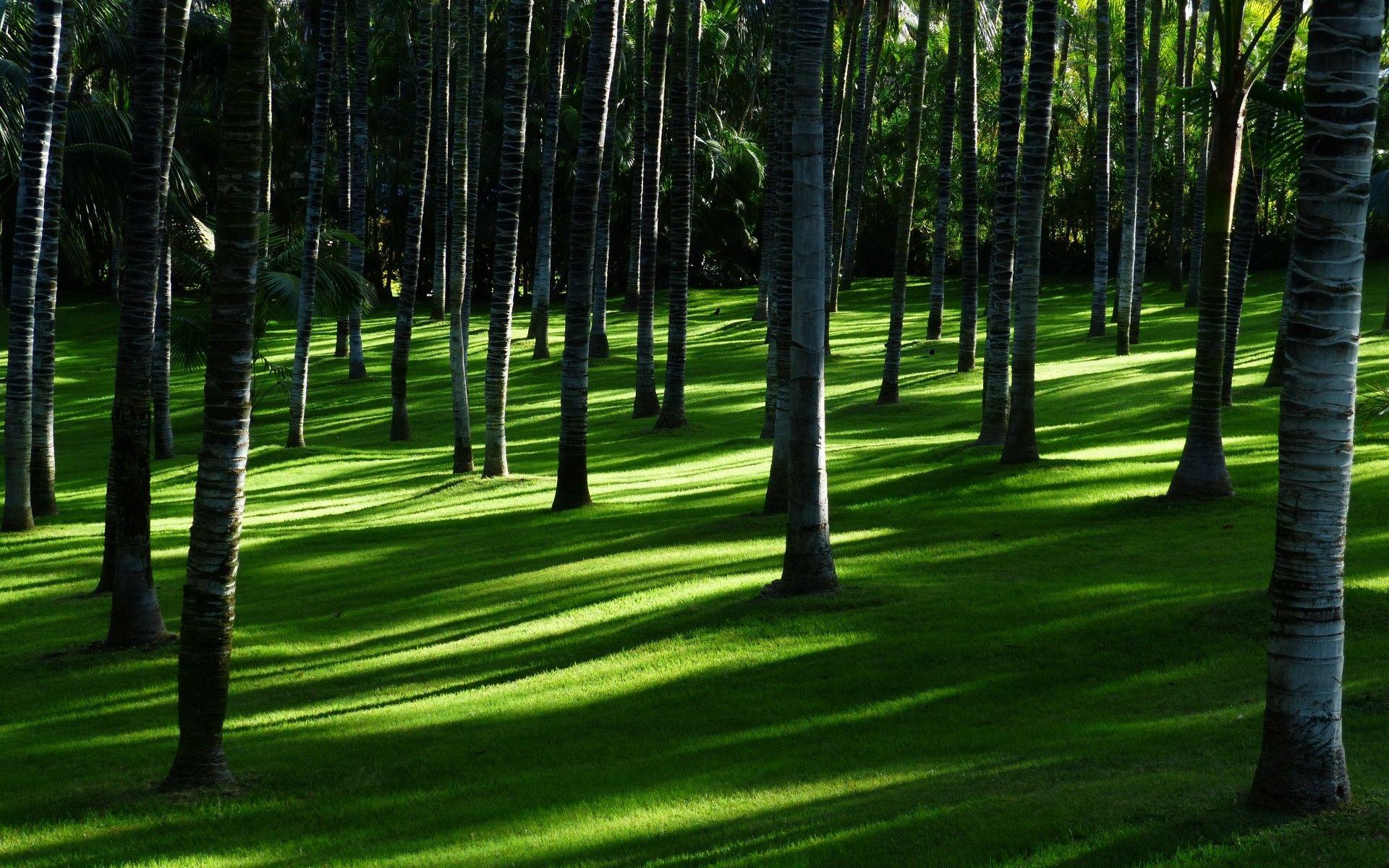1920x1200 Green Grass 4K Wallpaper, Trees, Woods, Daylight, Forest, Landscape, Nature