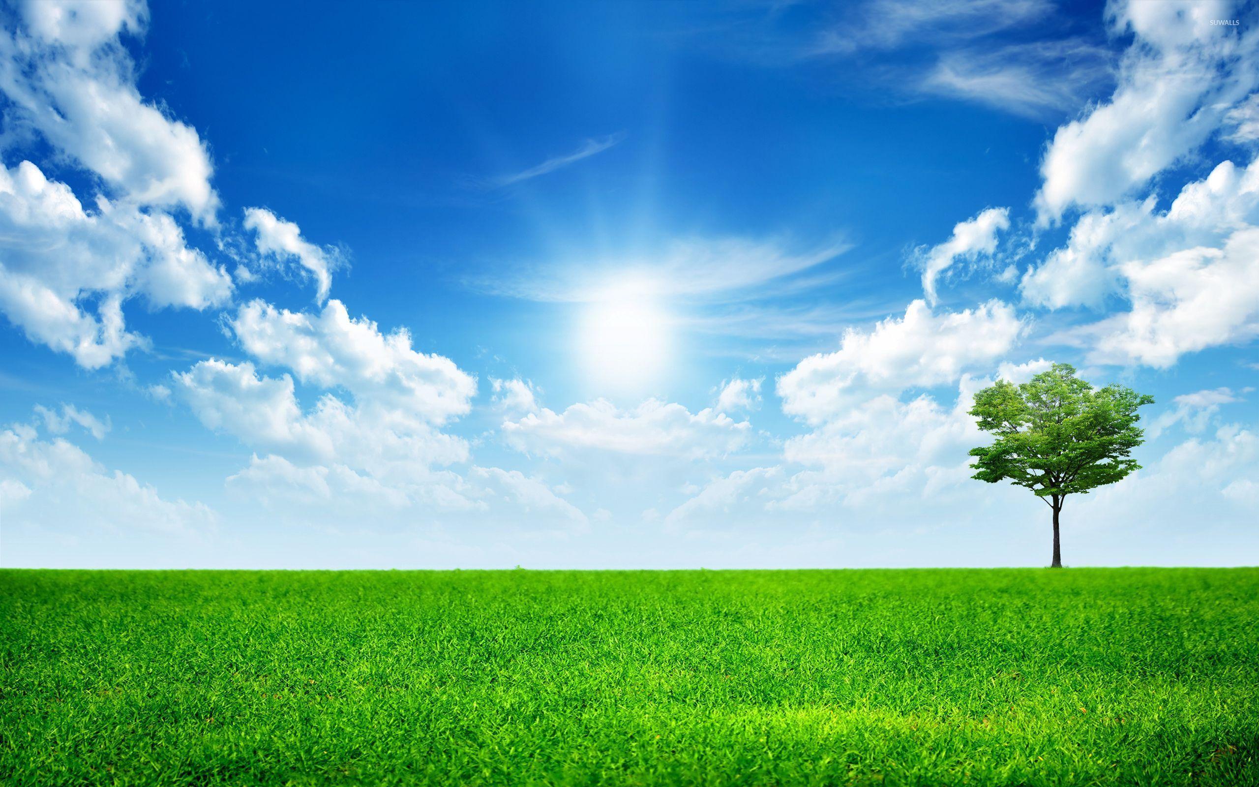 2560x1600 Free Photo: Green Grass, Bright, Close Up