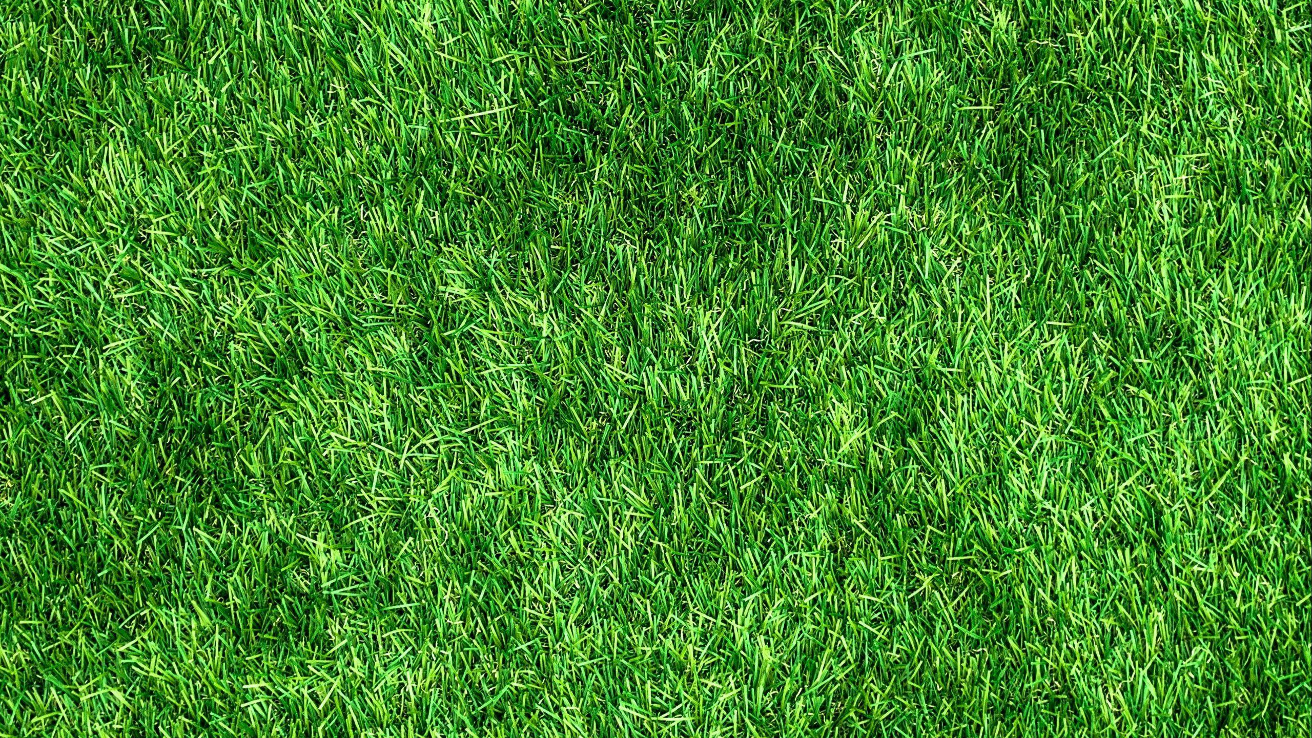2560x1440 Download wallpaper 2560x1440 lawn, grass, green, thick, surface widescreen 16:9 HD background