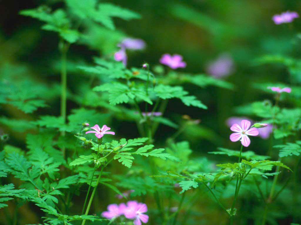 1024x768 Forest Flowers Wallpaper Free HD Background Image Picture
