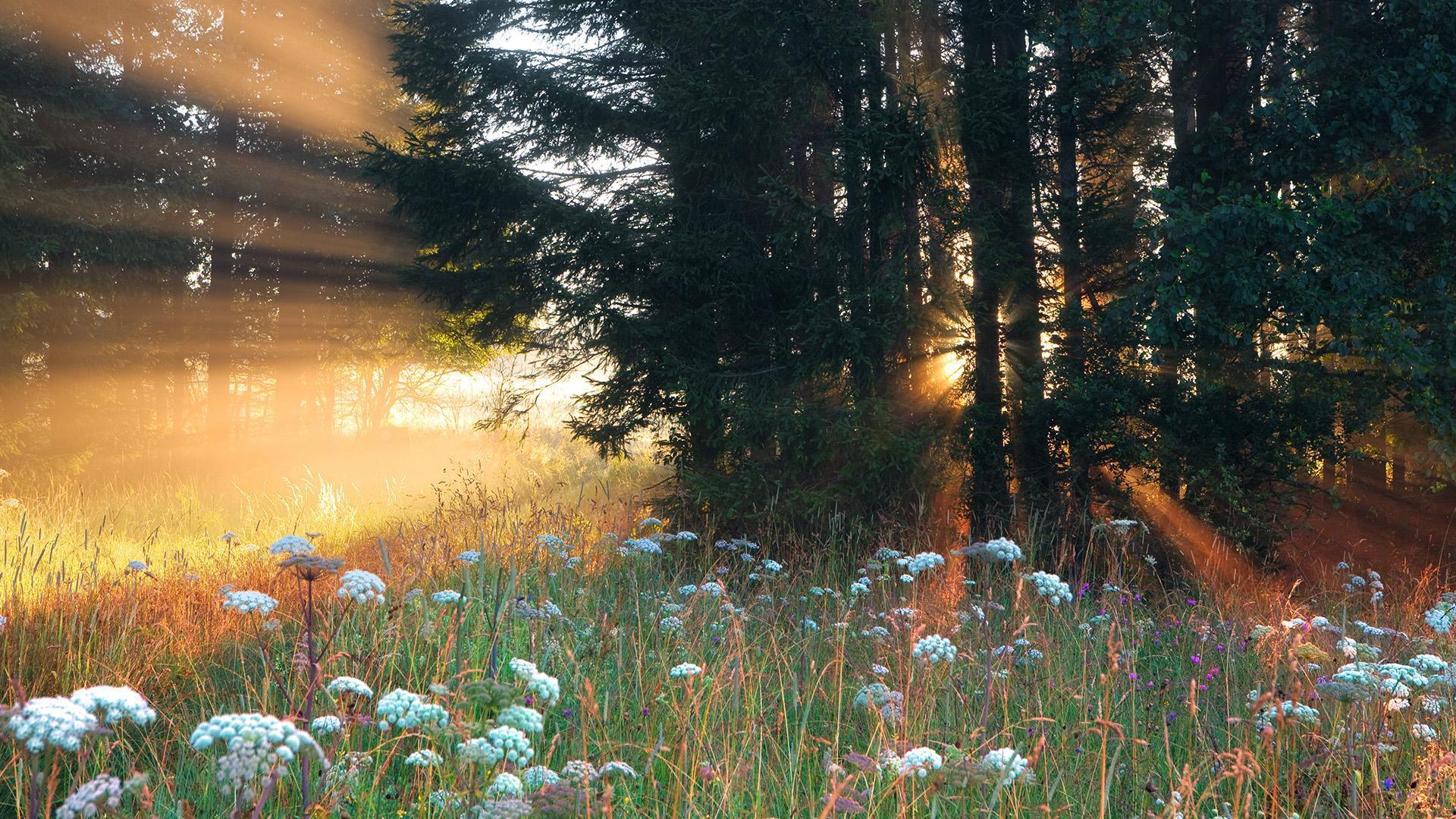1920x1080 Beautiful forest Flowers Image. Top Collection of different types of flowers in the image HD