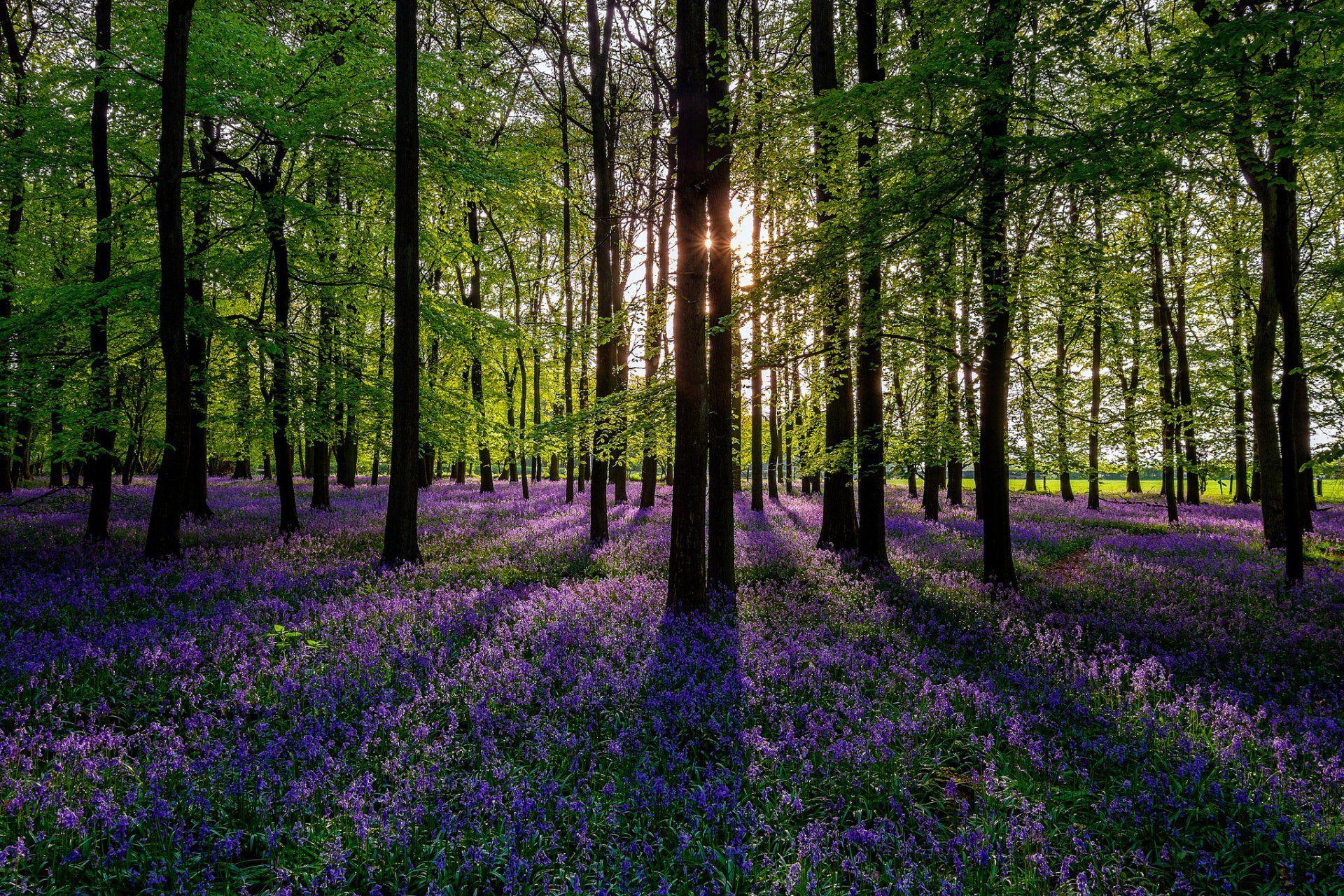 Forest Flowers Wallpapers - Top Free Forest Flowers Backgrounds ...