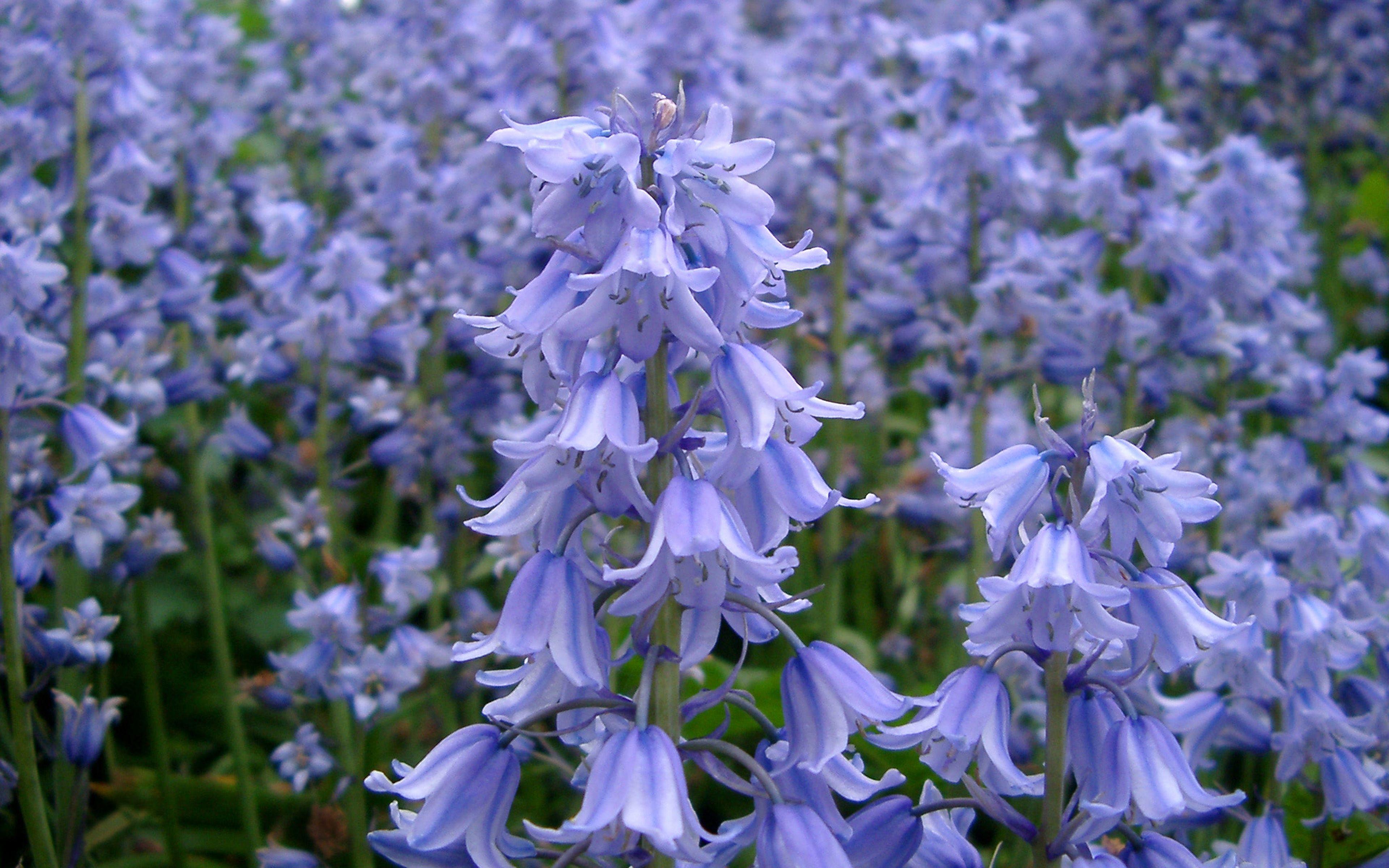 3840x2400 Bluebells Flowers Purple Bells Spring Wild Forest Flowers Wallpaper HD 3840x2400 :