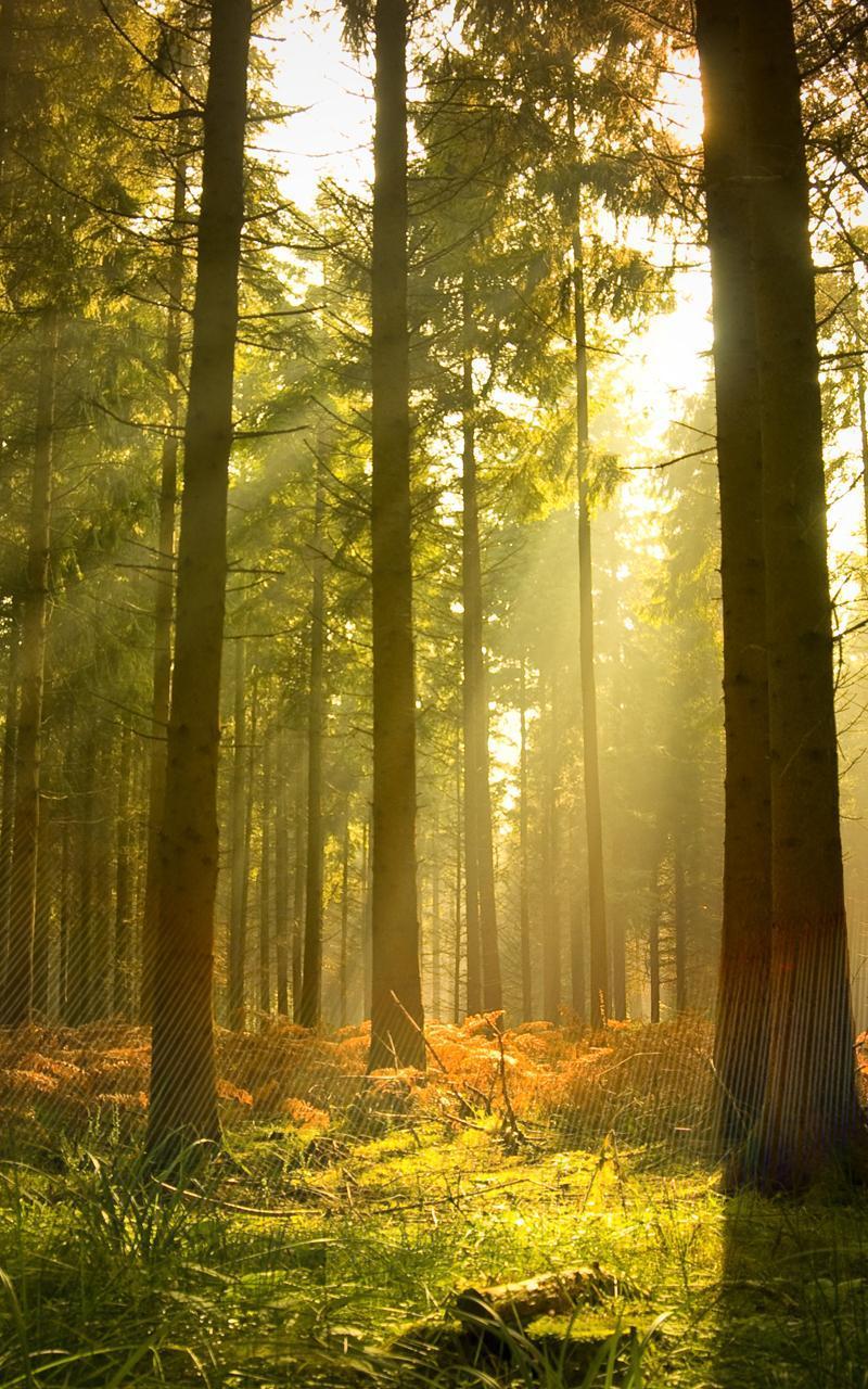 Sunny Forest Wallpapers - Top Free Sunny Forest Backgrounds ...